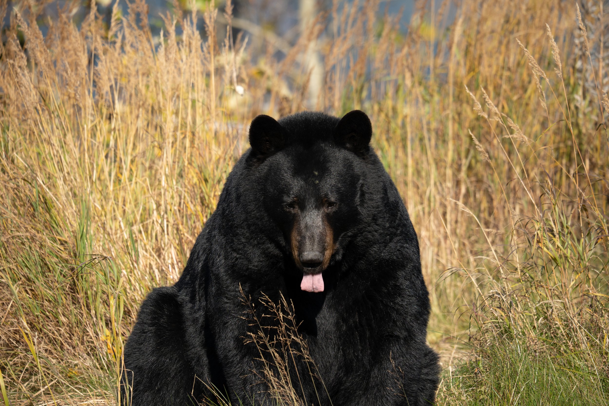 A Moment of Levity
This Alaskan Black Bear was photographed during a quiet moment of foraging. Beyond their fierce reputation, black bears are incredibly expressive and curious animals, possessing a level of intelligence that allows them to thrive in