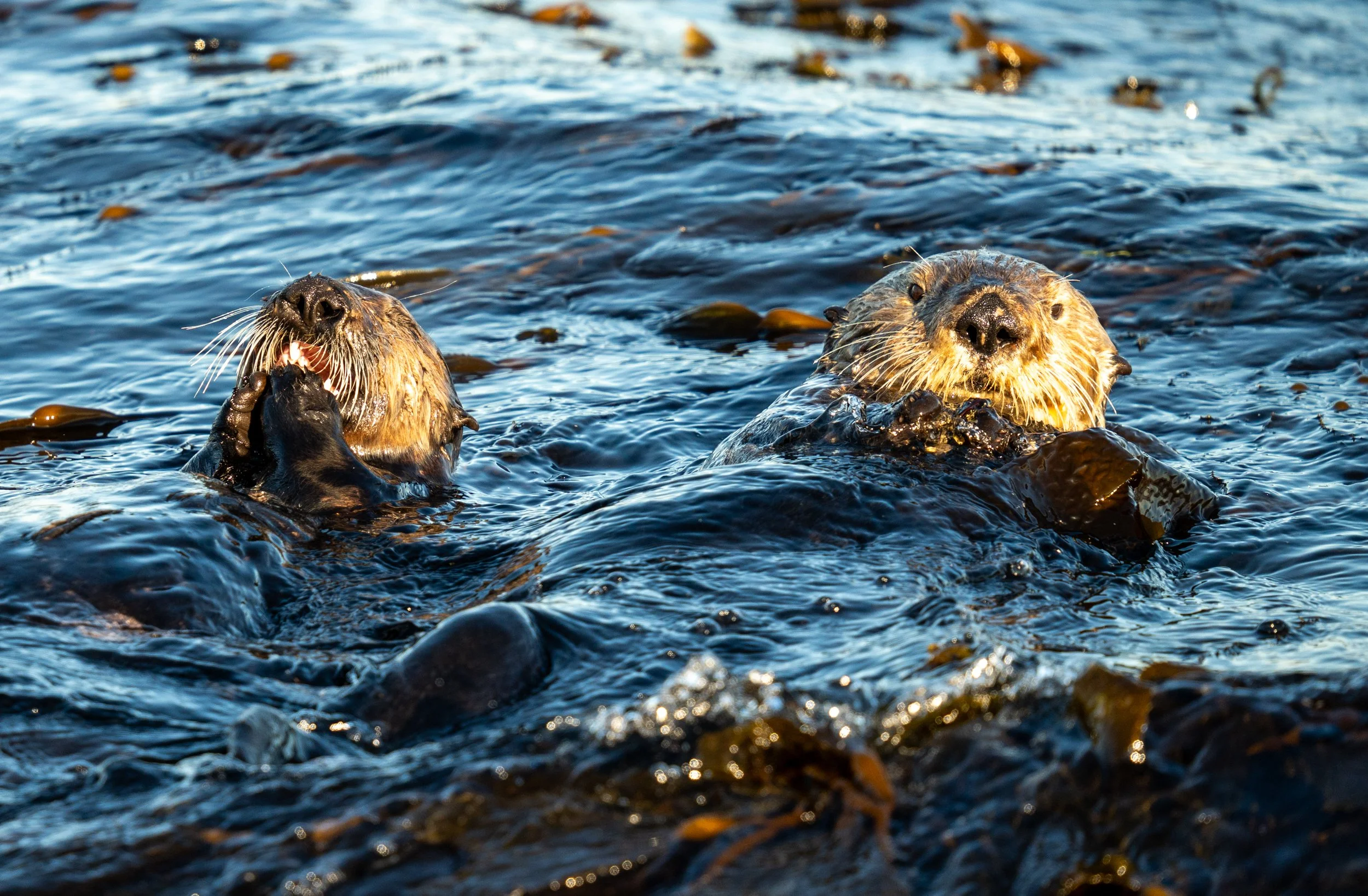 A mother and baby swimming along in Monterrey Bay. 