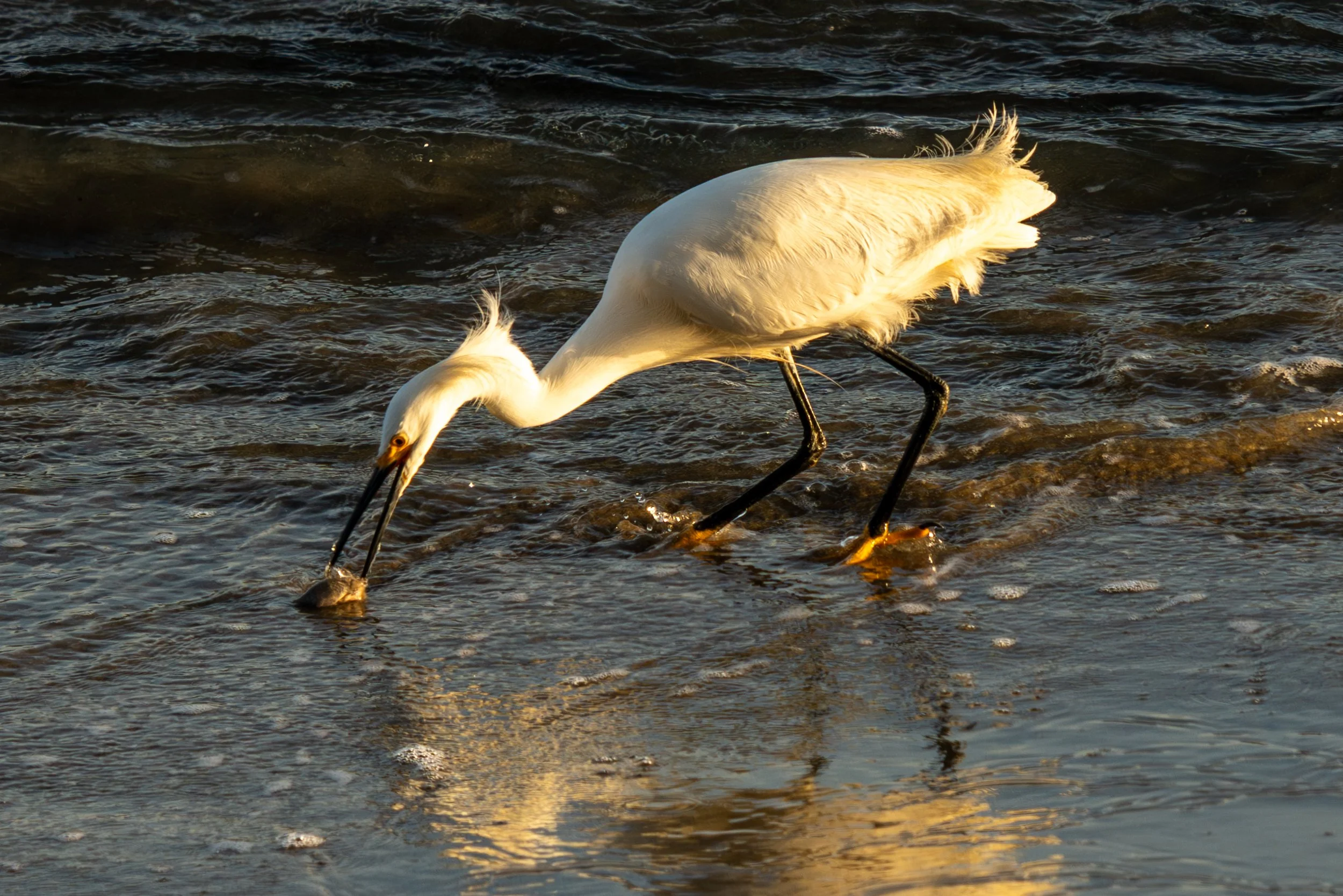 a Snowy Egret looking for its next meal. 