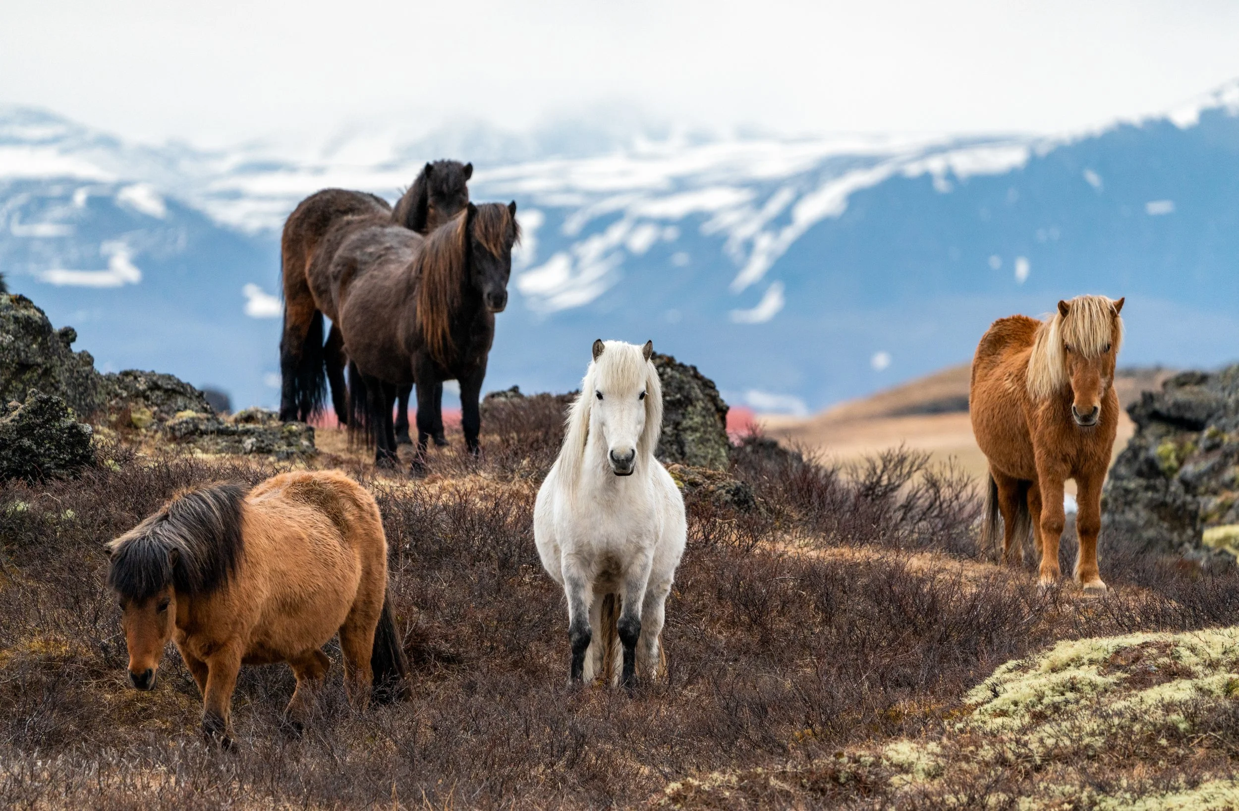 Icelandic Horse
Brought to Iceland by Vikings in the 9th century, these horses have remained purebred for over a millennium. Their thick coats and sturdy stature are biological responses to one of the harshest sub-arctic climates on Earth.