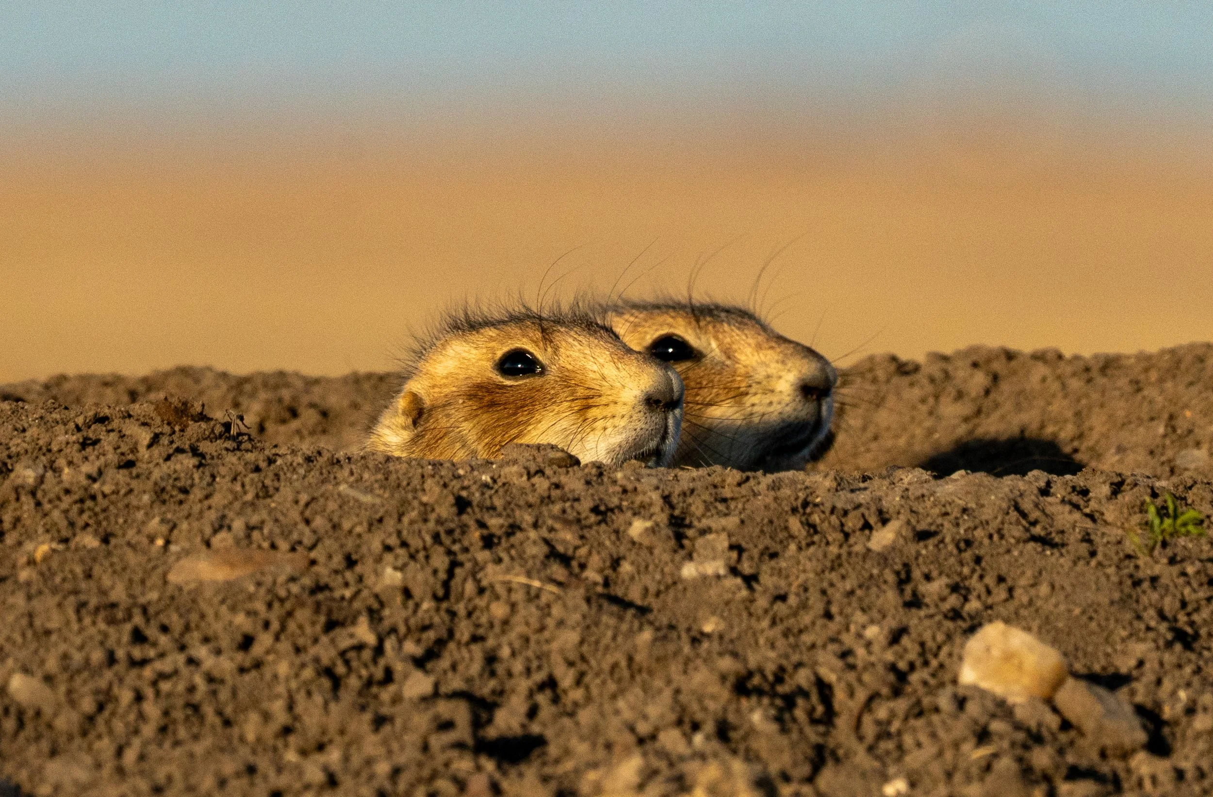 The Neighborhood Watch
Safety in numbers is the primary rule of the prairie dog "town." This pair of sentinels keeps a watchful eye on the horizon from the safety of their burrow entrance. At the first sign of a hawk or coyote, they will alert the en