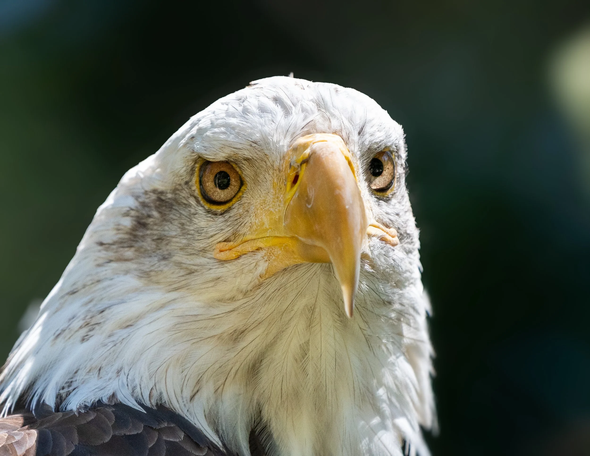 Bald Eagle
A symbol of resilience and strength. This close-up captures the piercing gaze and intricate feathering of the American Bald Eagle, a species that has made a remarkable recovery across North America.