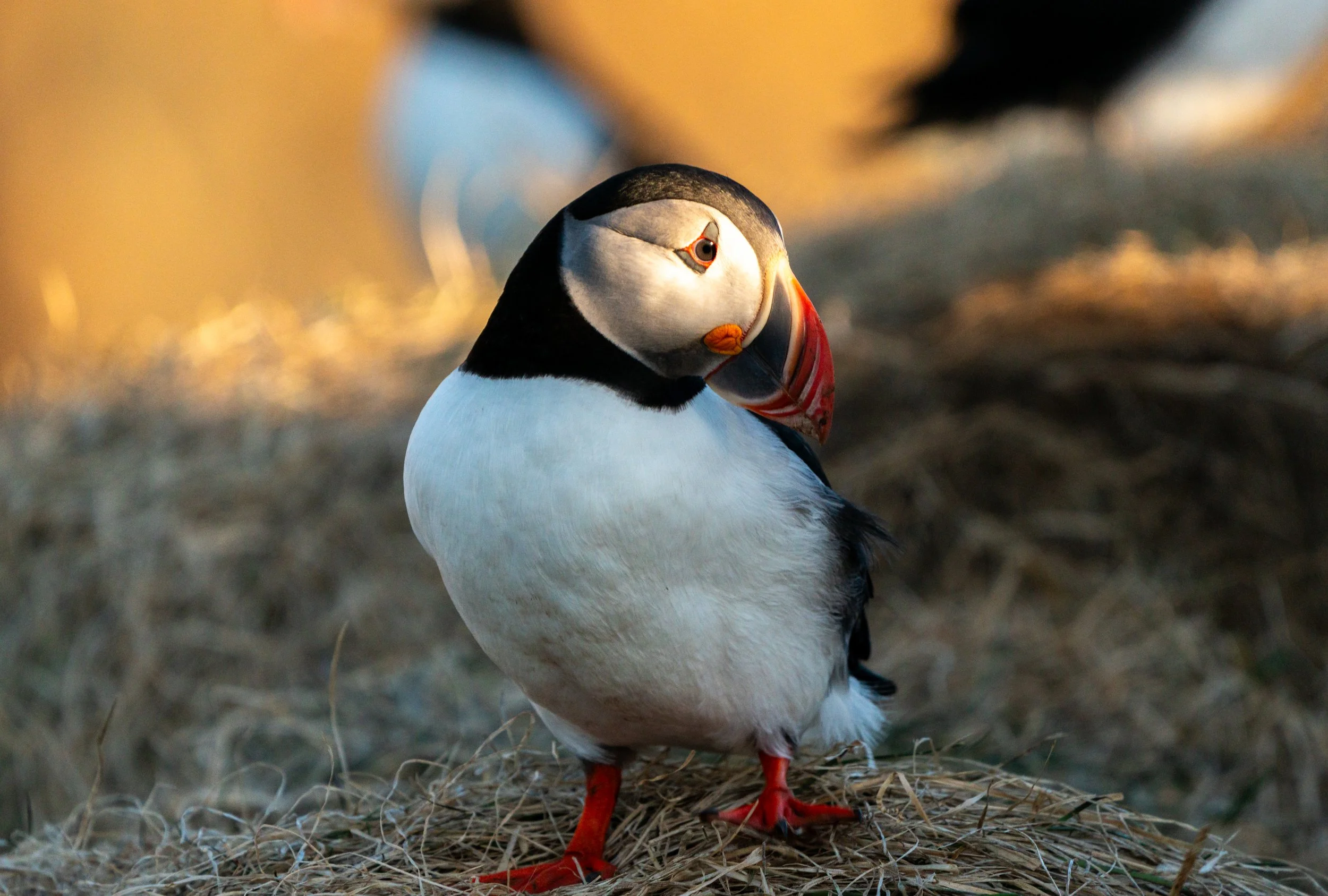 Golden Hour Vigil
Soft, warm light catches the "monk-like" plumage of the puffin. Its scientific name, Fratercula, means "little brother," a nod to the black-and-white feathers that reminded early observers of the robes worn by friars