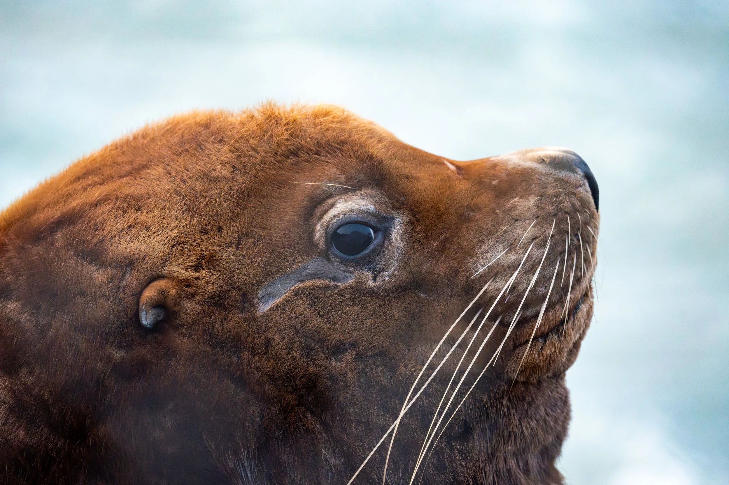 Steller Sea Lion
The largest of the otariid (eared) seals. Often seen hauled out on rocky Alaskan outcroppings, these "sea lions" can grow to over 2,000 pounds. 
