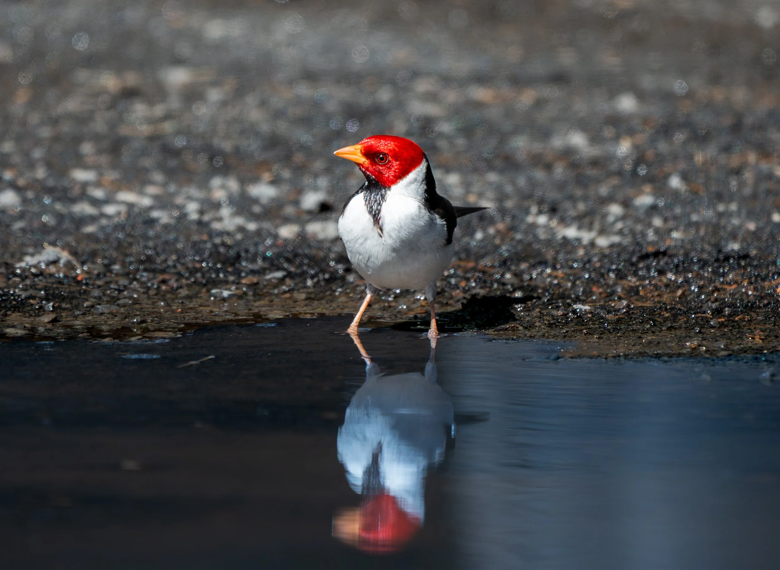 A Red Crested Cardinal reflected in a puddle he was drinking from. 