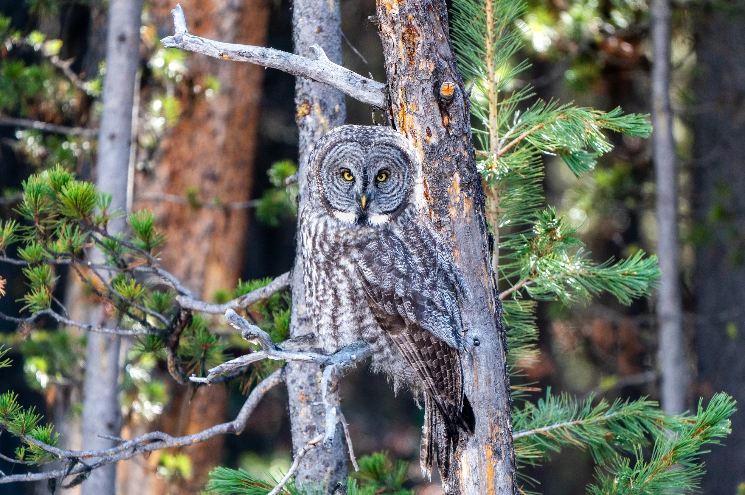 Great Gray Owl
One of the world's largest owl species by length. Despite its size, it is an apex predator. It is a master of silent flight and can detect the heartbeat of prey moving beneath two feet of snow.