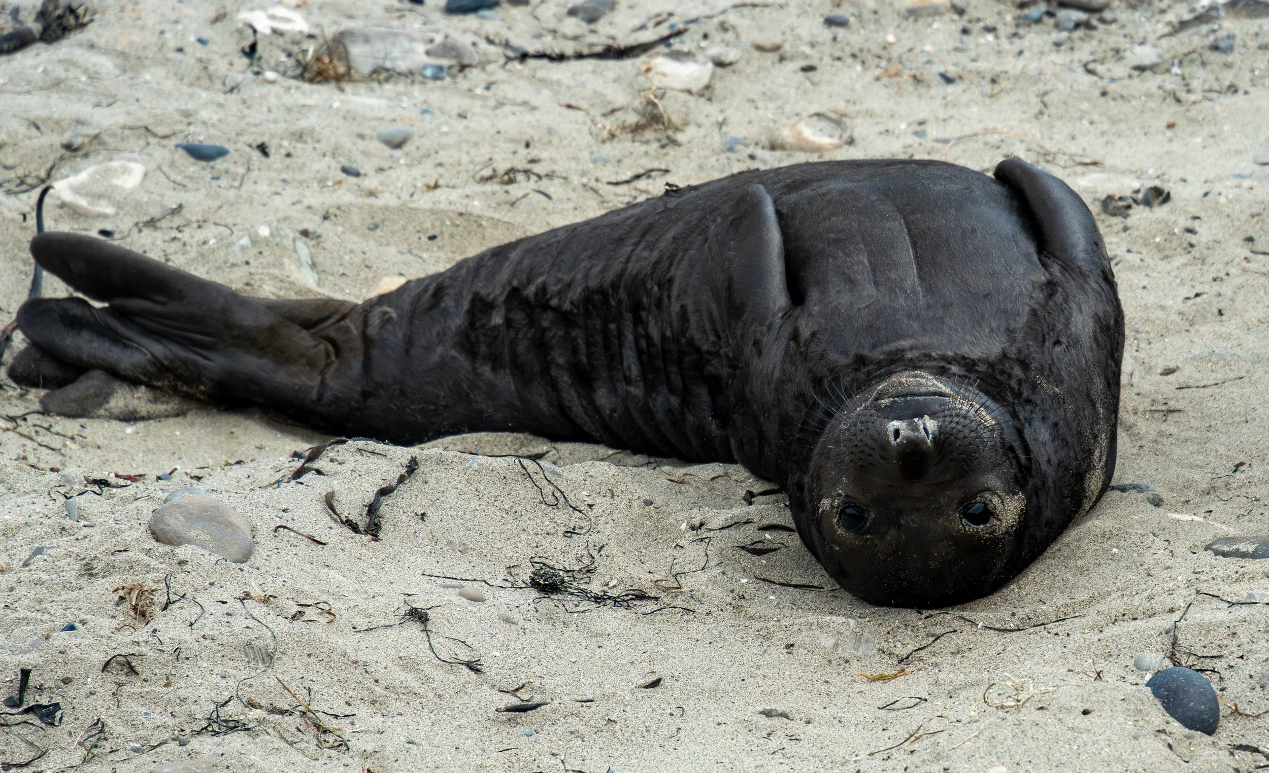 A playful newborn Elephant Seal looking at the world from a new perspective. 