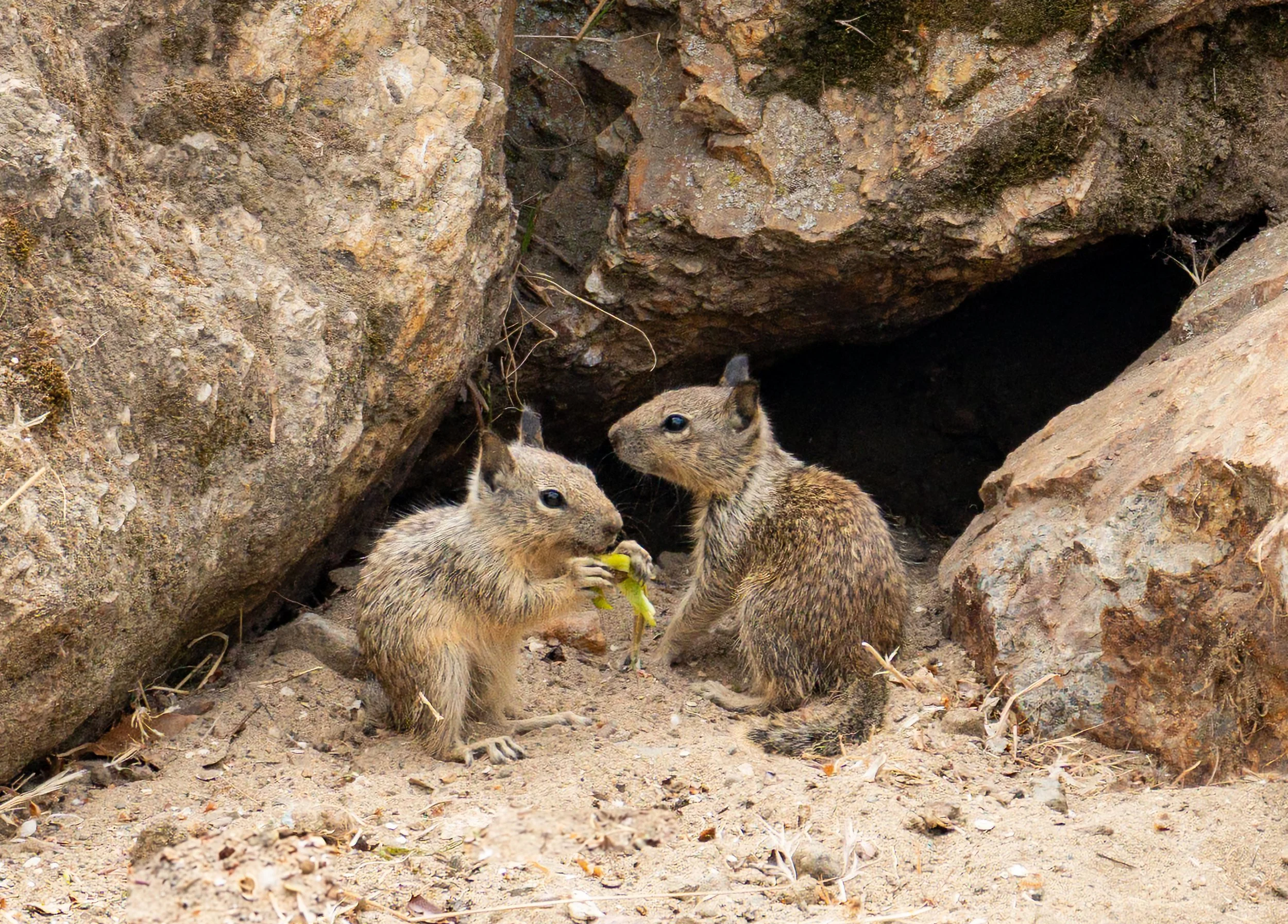 Two young ground squirrel pups foraging for food. 