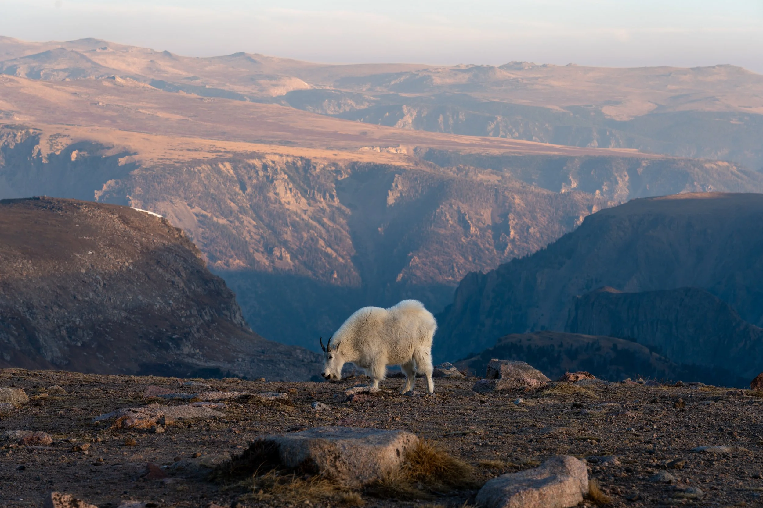 Mountain Goat
Taking photos of the sunrise over the Beartooth Highway, at the edge of Yellowstone National Park, this mother nonchalantly walked over the cliff into the frame. Found on the steepest cliffs, these goats possess specialized hooves that 