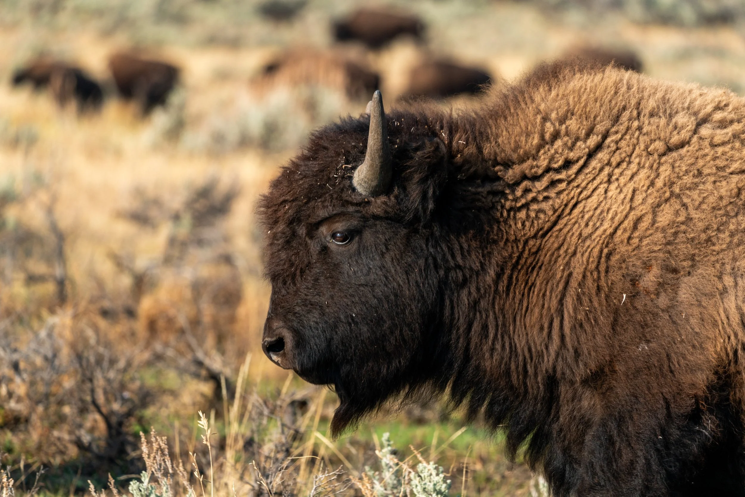 Resilience
Up close, the rugged features of the American Bison reveal a story of survival. From the thick, insulating coat that protects them from sub-zero winds to the sharp, curved horns used for defense, every detail is a testament to their resili