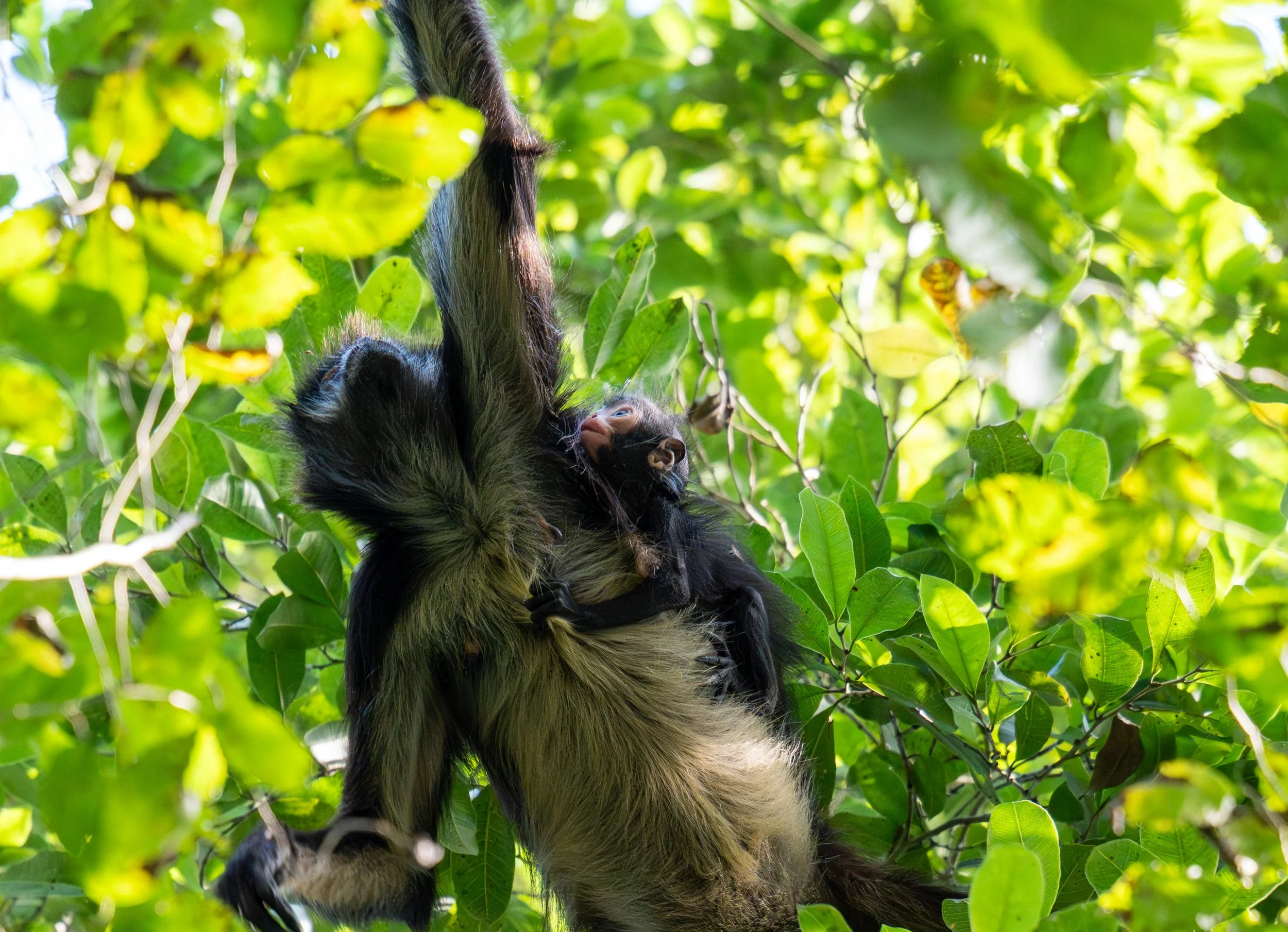 Newborn Geoffroy’s Spider Monkey
A rare glimpse into the early life of a spider monkey. Even without using her prehensile tail in this moment, the mother's specialized "hook-like" hands—which have evolved to be thumbless for faster swinging—provide a