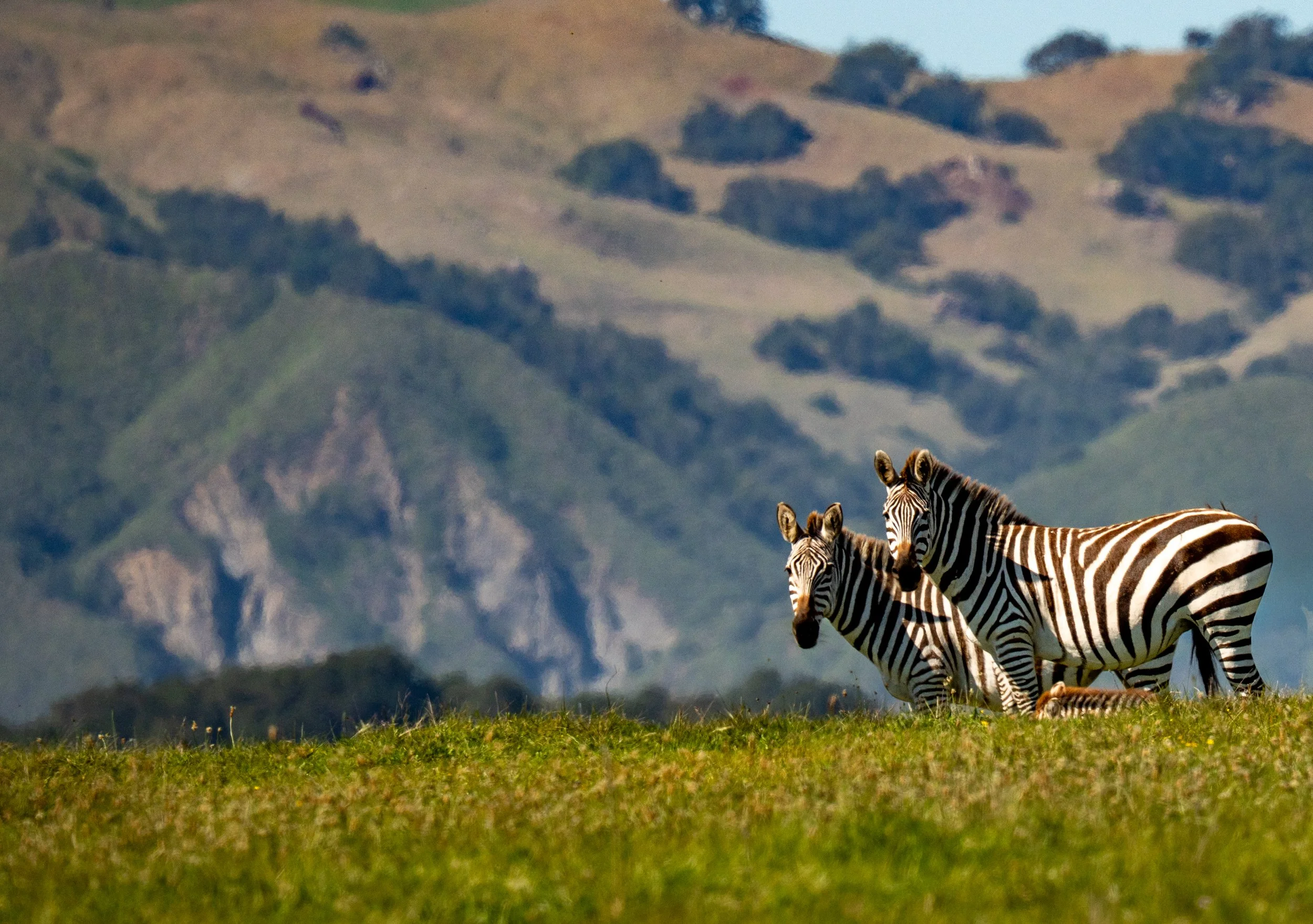 The zebras noticed me almost immediately, even though I was at least 100 yards away from them.