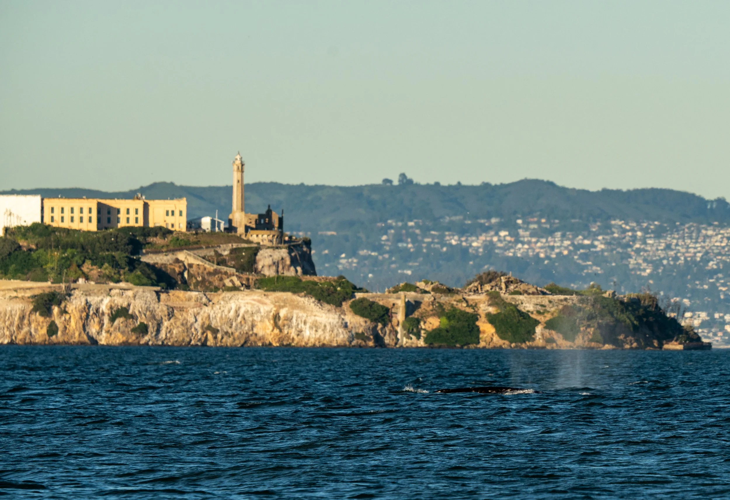 A Gray Whale comes up to breath just off Alcatraz.