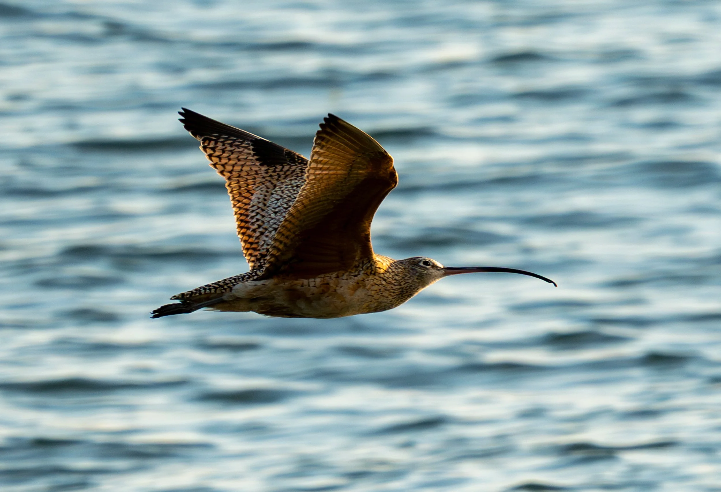 A Long Billed Curlew in flight.