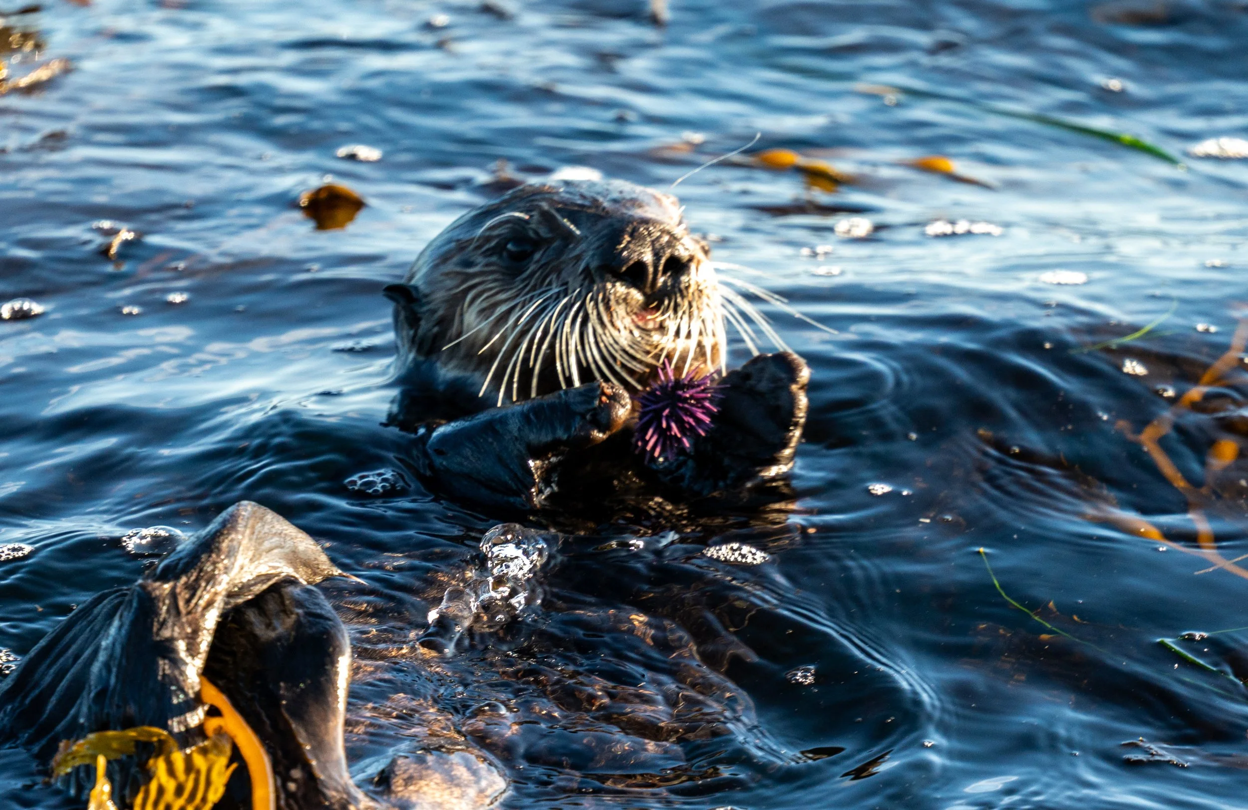 A Sea Otter about to eat a purple sea urchin. These sea urchins are not invasive but because of warming waters their population are exploding, taking over the habitats of many other important species.  