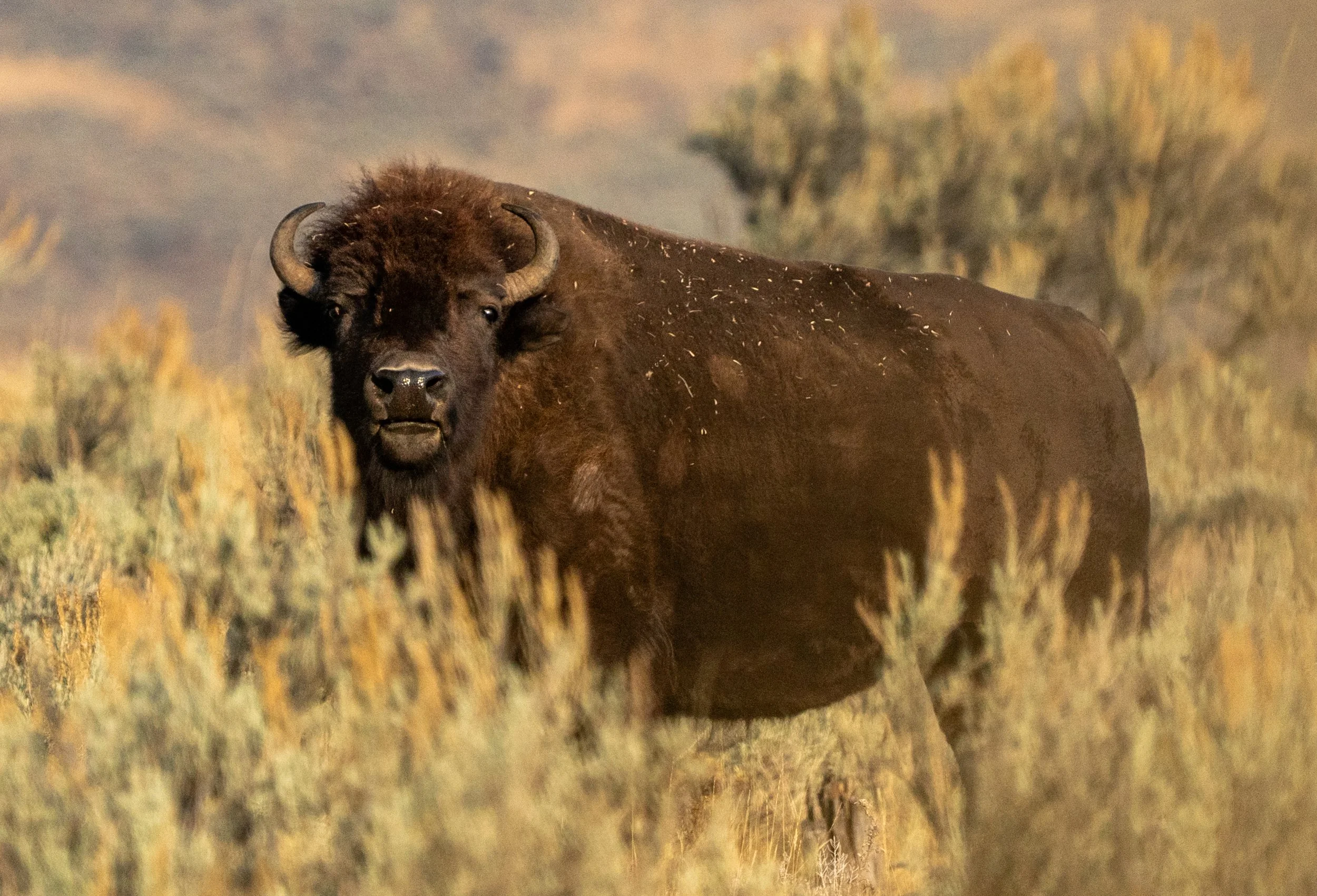 The Grazer
A lone bull stands against the vast horizon of the American West. Bison are nomadic grazers, moving constantly to prevent overgrazing of the prairie. This shot captures the quiet dignity of a species that once numbered in the tens of milli