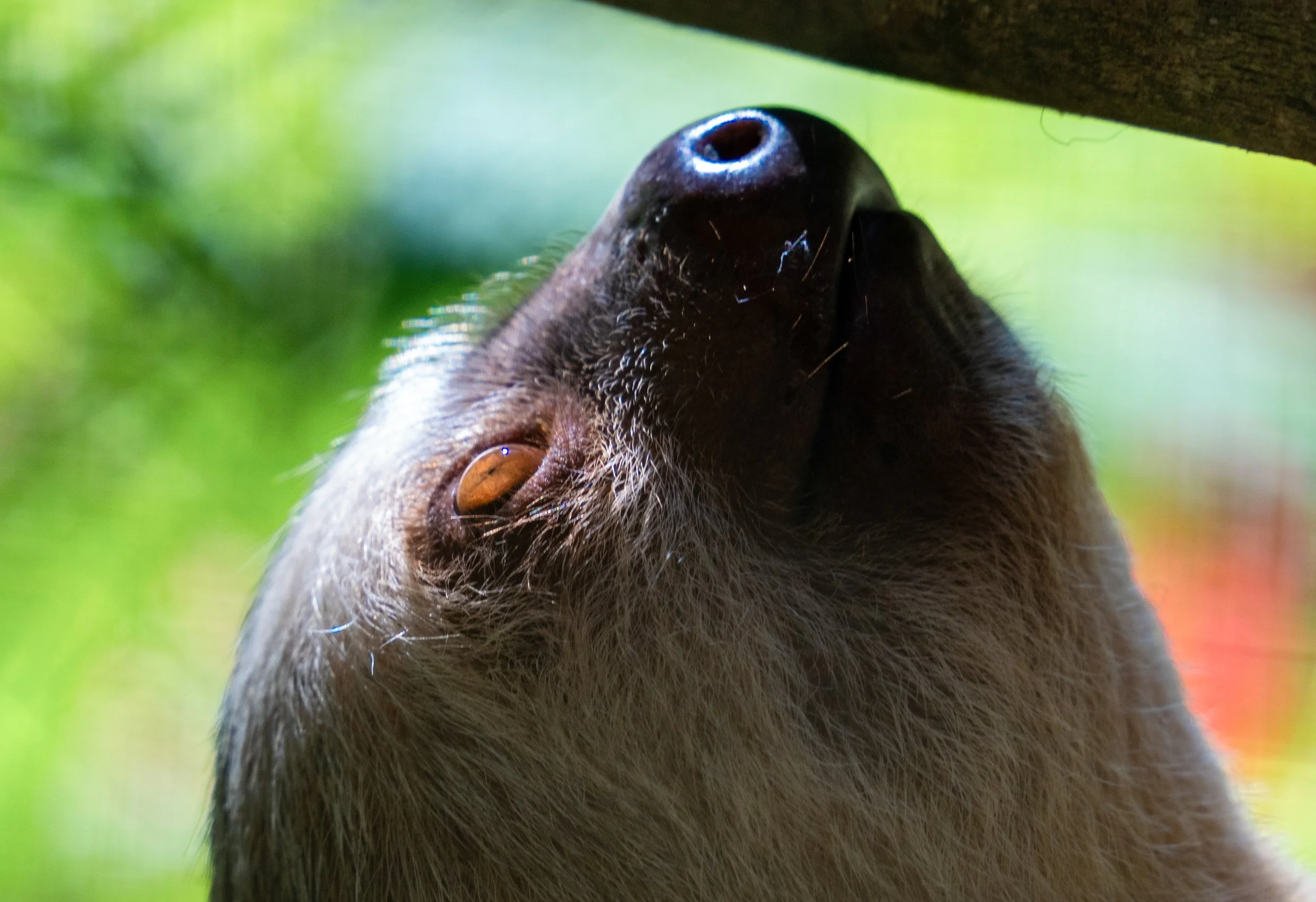 Three-Toed Sloth
Moving at a deliberate, "slow-motion" pace, the sloth is a marvel of energy conservation. They spend nearly their entire lives hanging upside down in the tropical canopy.