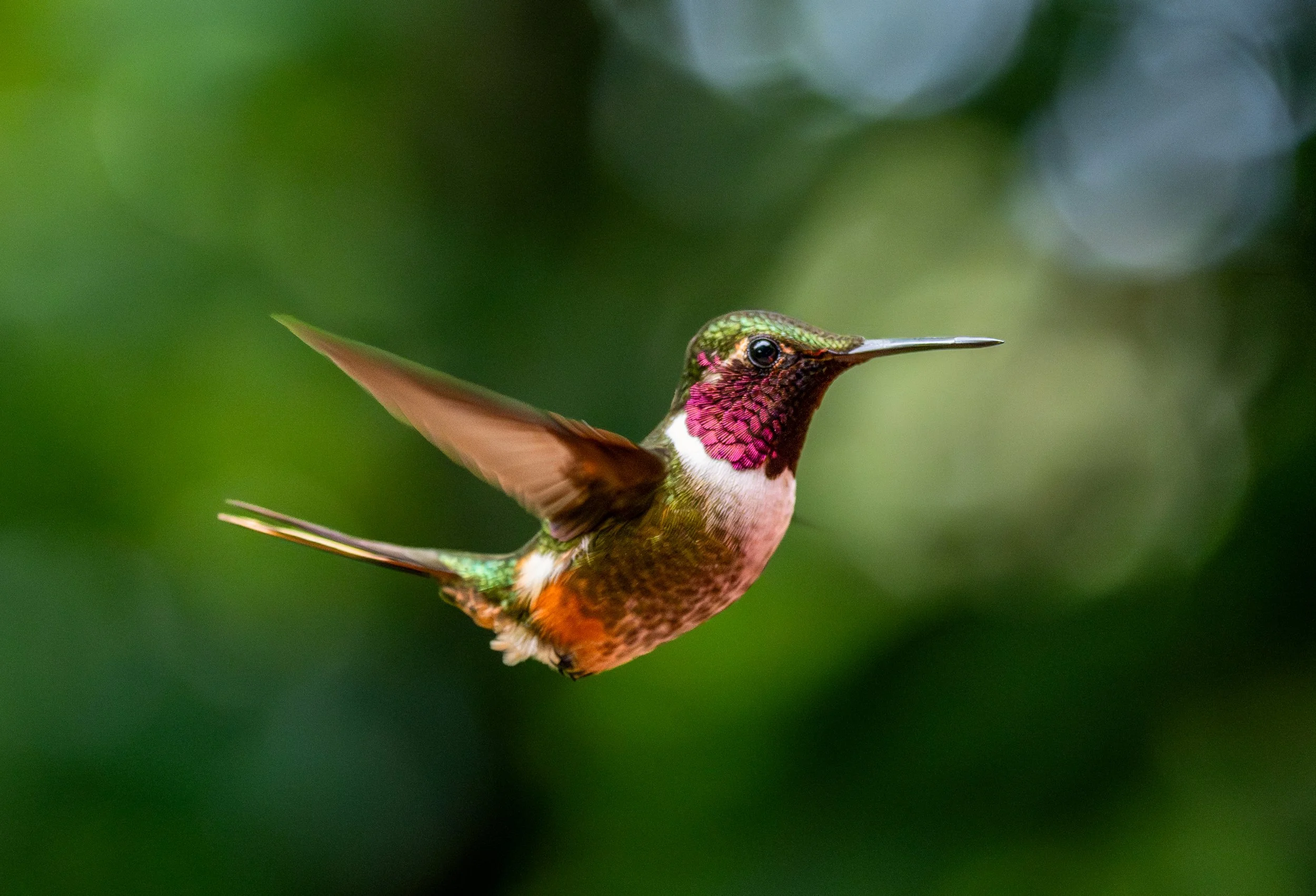 Magenta-Throated Woodstar
One of the smallest of the hummingbird species in existence. Despite its tiny size, the Woodstar is a marvel of speed and vibrant plumage.
