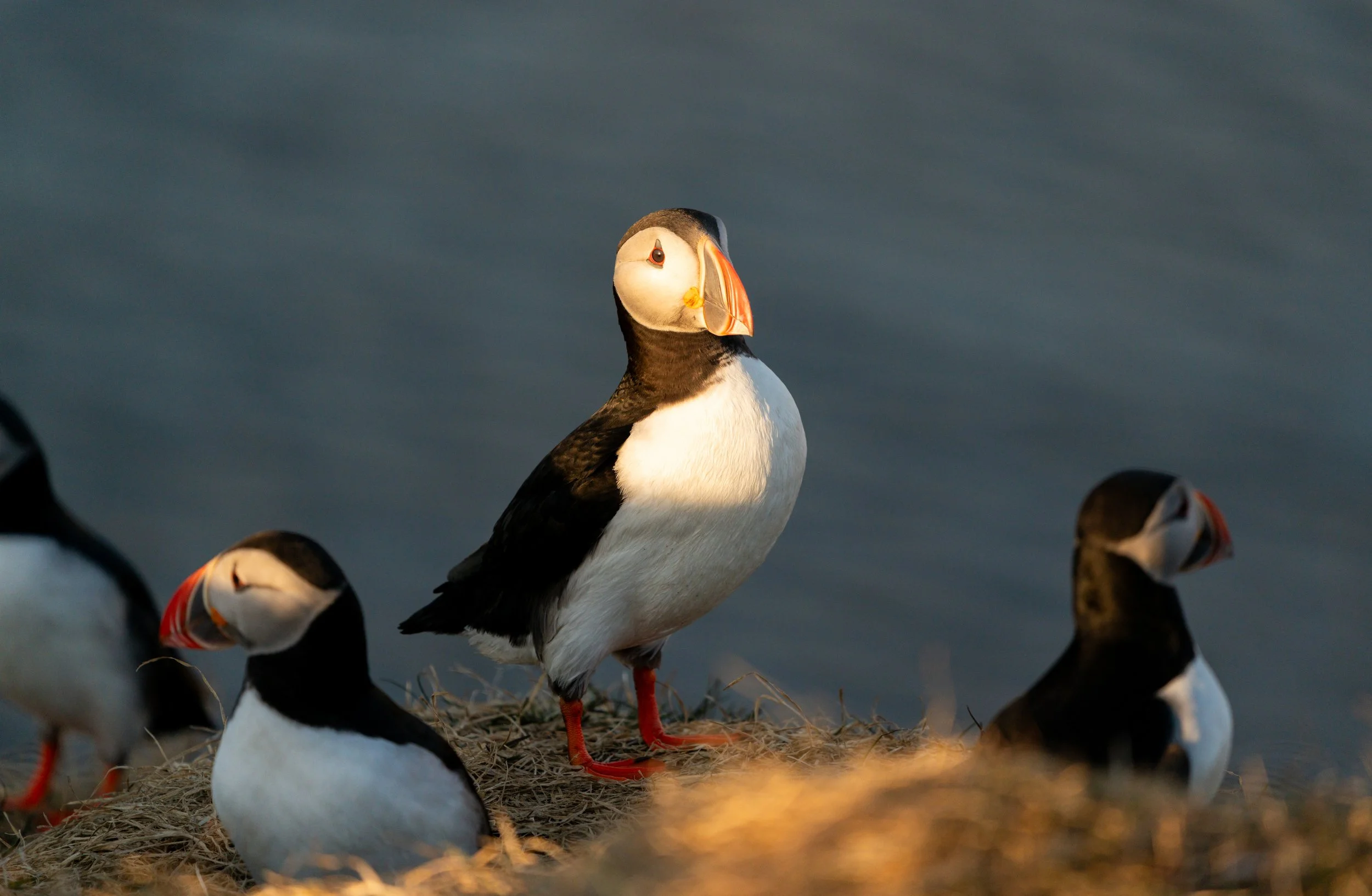 The Lookout
Standing tall against the coastal breeze, this puffin keeps a watchful eye over the nesting grounds. During the breeding season, puffins are highly social and rely on each other to spot incoming predatory gulls. This shot perfectly captur