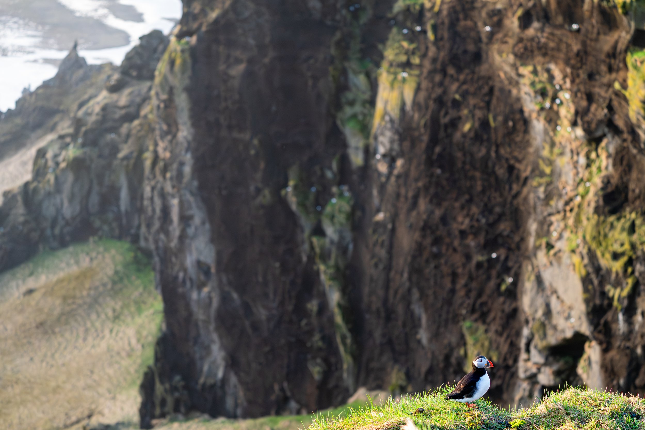 Life on the Edge
A stunning wide-angle shot showing a solitary Atlantic Puffin perched against a massive, sheer rock face. This image perfectly captures the scale of their nesting environment. Puffins choose these treacherous cliffs because the verti