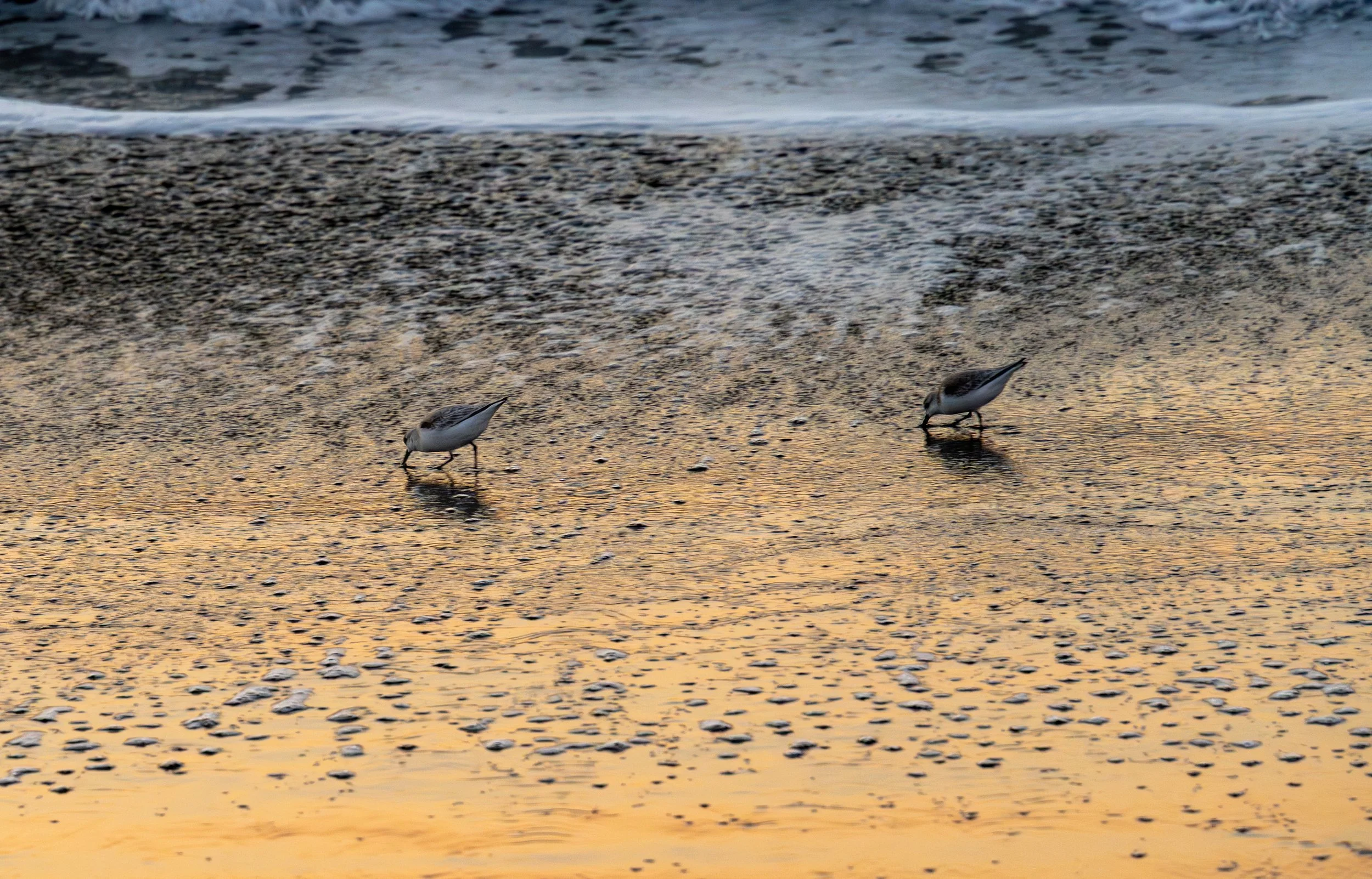 A couple of Piping Plovers looking for their last meal of the day on Baker's Beach. 