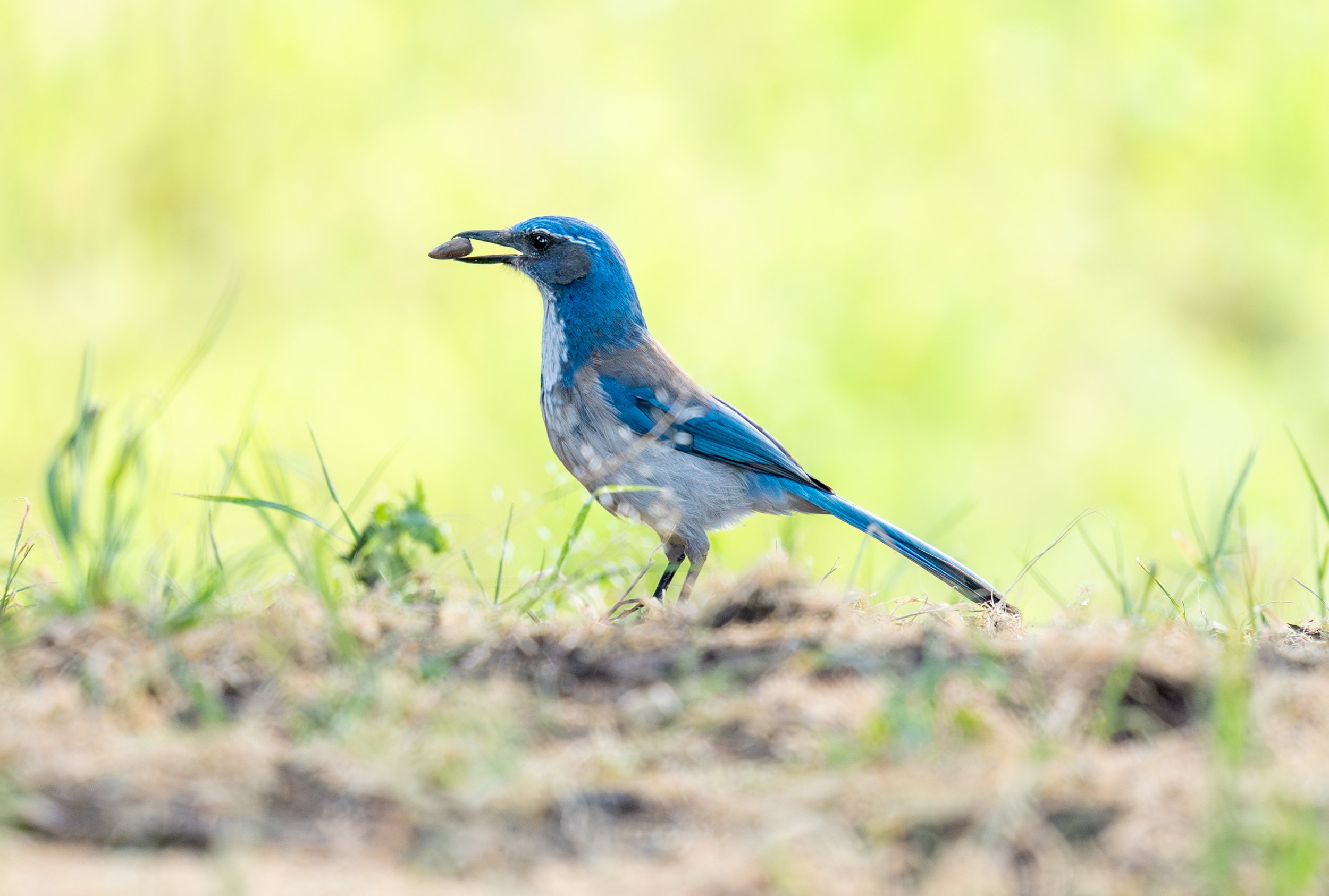 A beautiful California Scrub-Jay in Mountain Lake Park. 
