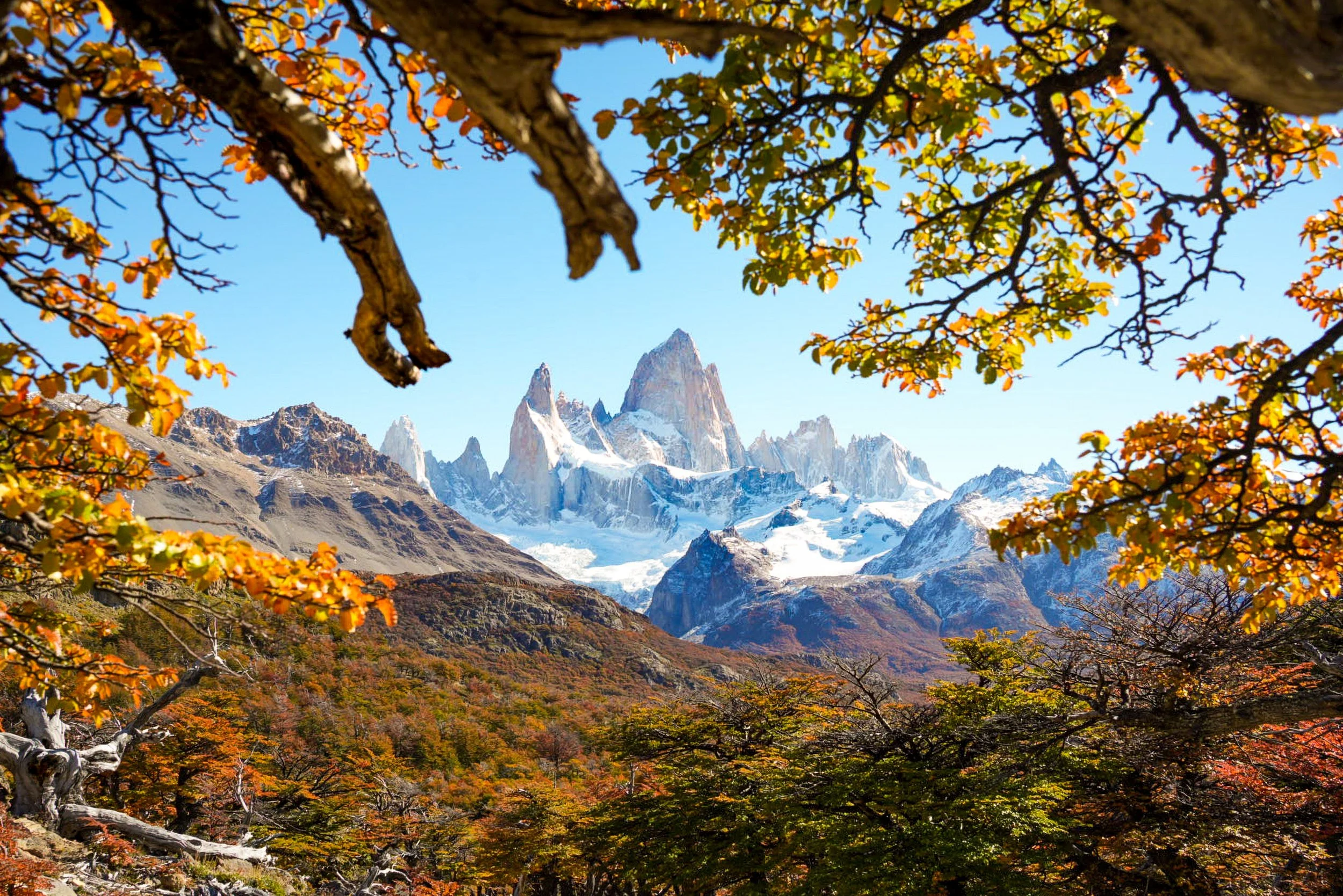 Autumn in Patagonia
A unique perspective of Mount Fitz Roy framed by the gold of the Antarctic beech trees. In the southern autumn (March and April), the valleys surrounding El Chaltén transform into a vibrant palette of reds and oranges, providing a