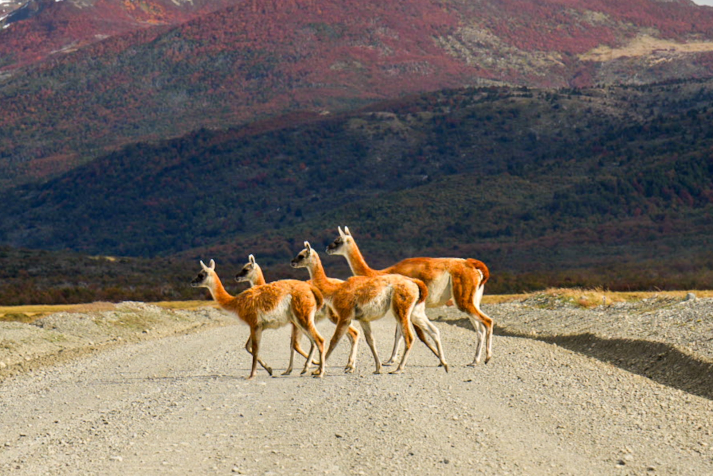The High-Desert Trek
A group of Guanacos navigates the gravel roads of Torres del Paine. These slender relatives of the llama are among the largest wild mammals in South America and are remarkably well-adapted to the harsh winds of the Patagonian Ste