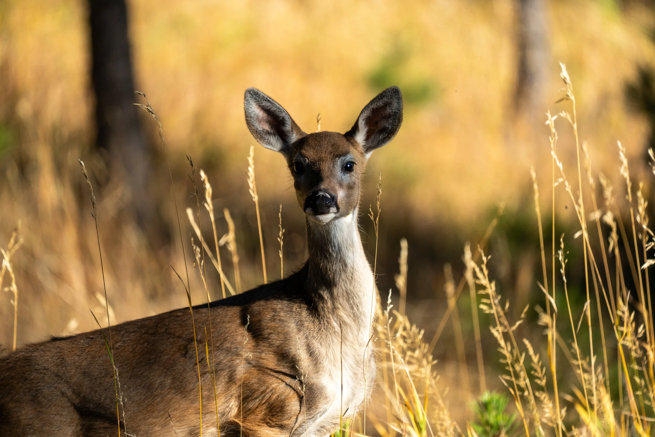 Baby Mule Deer
A tender moment with a young Mule Deer fawn. Their oversized ears—the inspiration for their name—give them an incredible sense of hearing to detect movement in the brush.