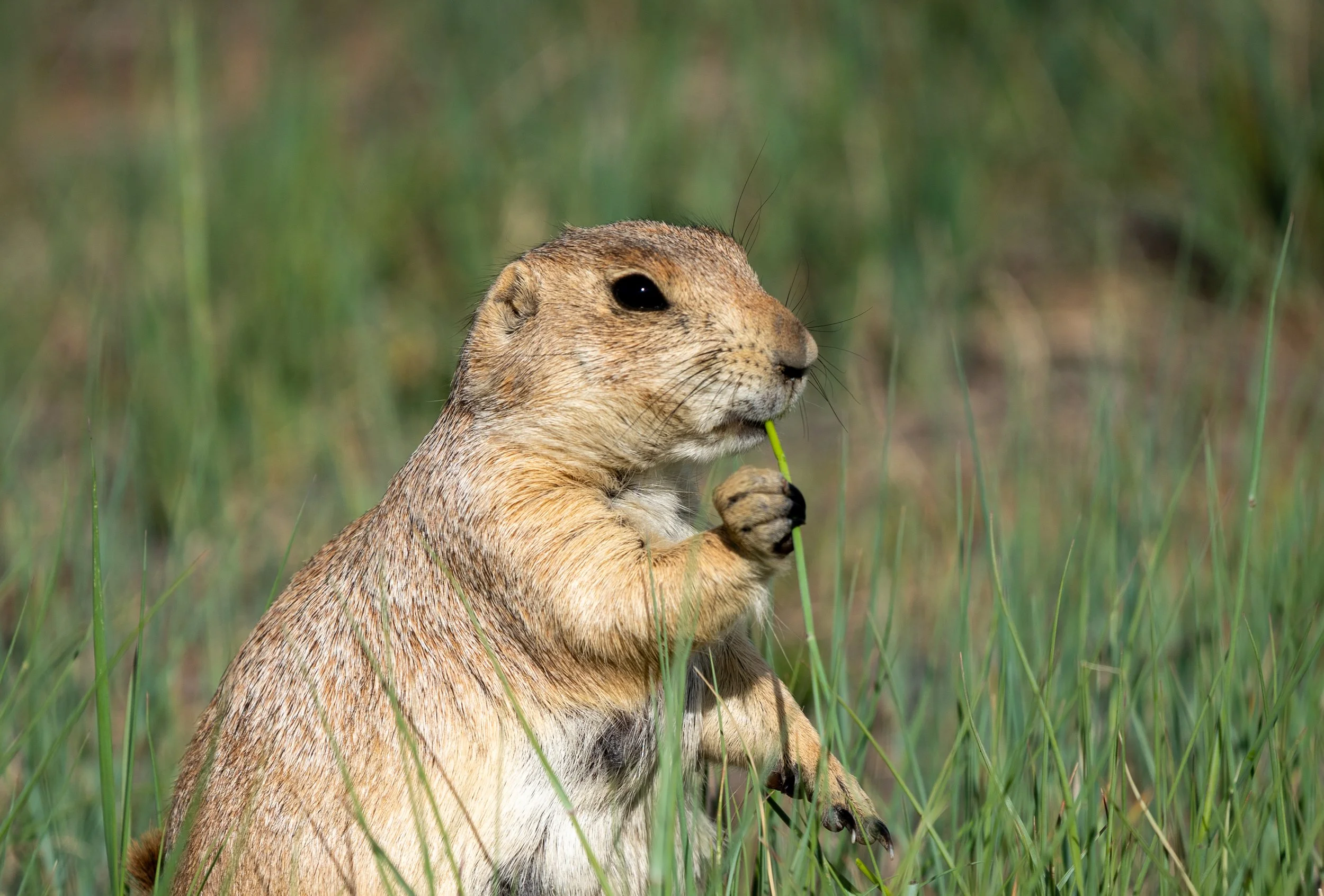 The Prairie Gardener
A lone black-tailed prairie dog enjoys a midday meal. These rodents are essential to the Great Plains ecosystem; by selectively grazing on certain grasses, they encourage the growth of nutrient-rich plants that attract larger her
