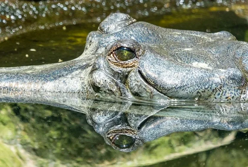 Gharial Crocodile 