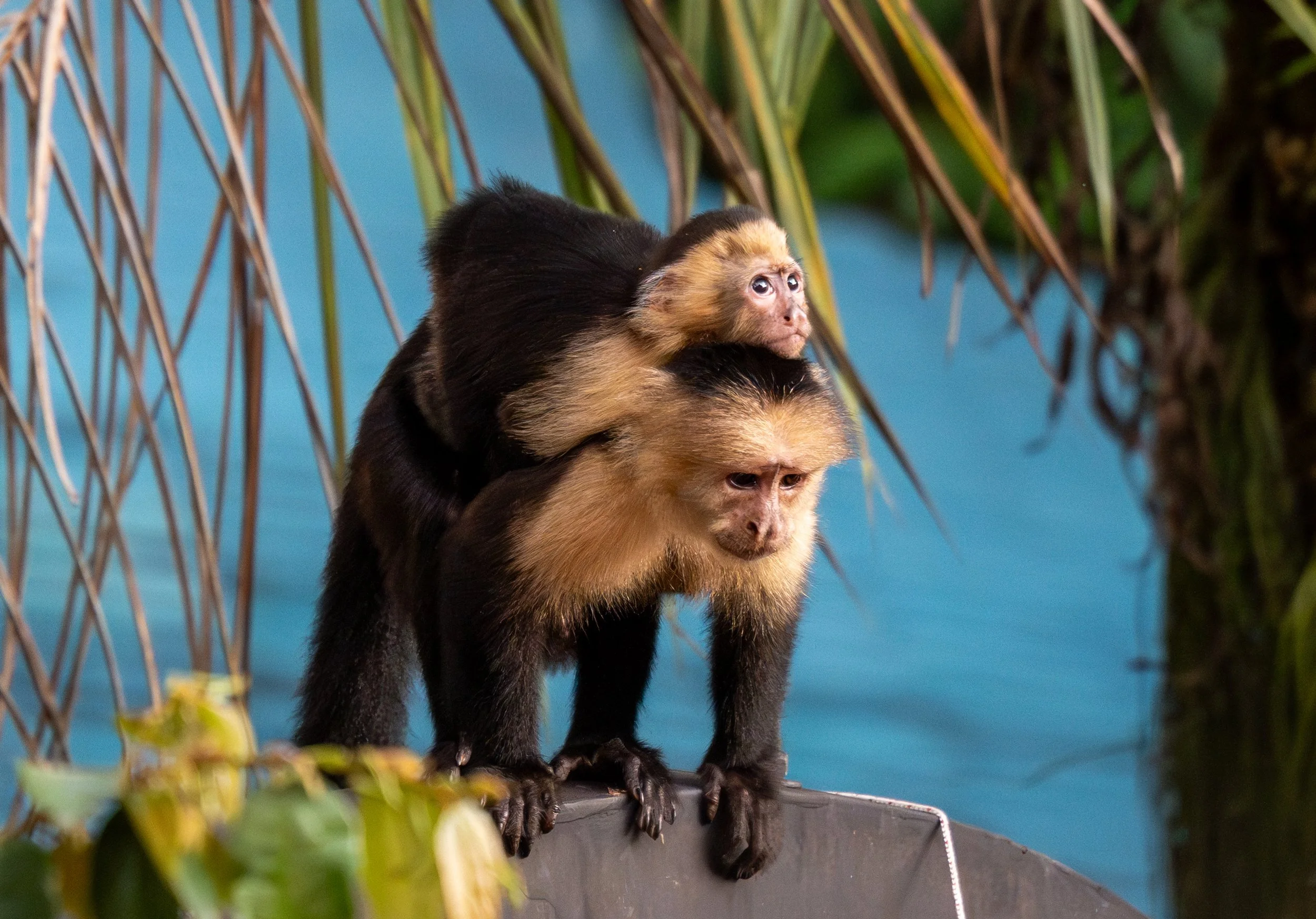Eyes of the Troop
While one member of the troop focuses on foraging, another often stays alert for potential threats. White-faced Capuchins live in highly organized groups where cooperation is key to survival. This shot highlights the individual pers