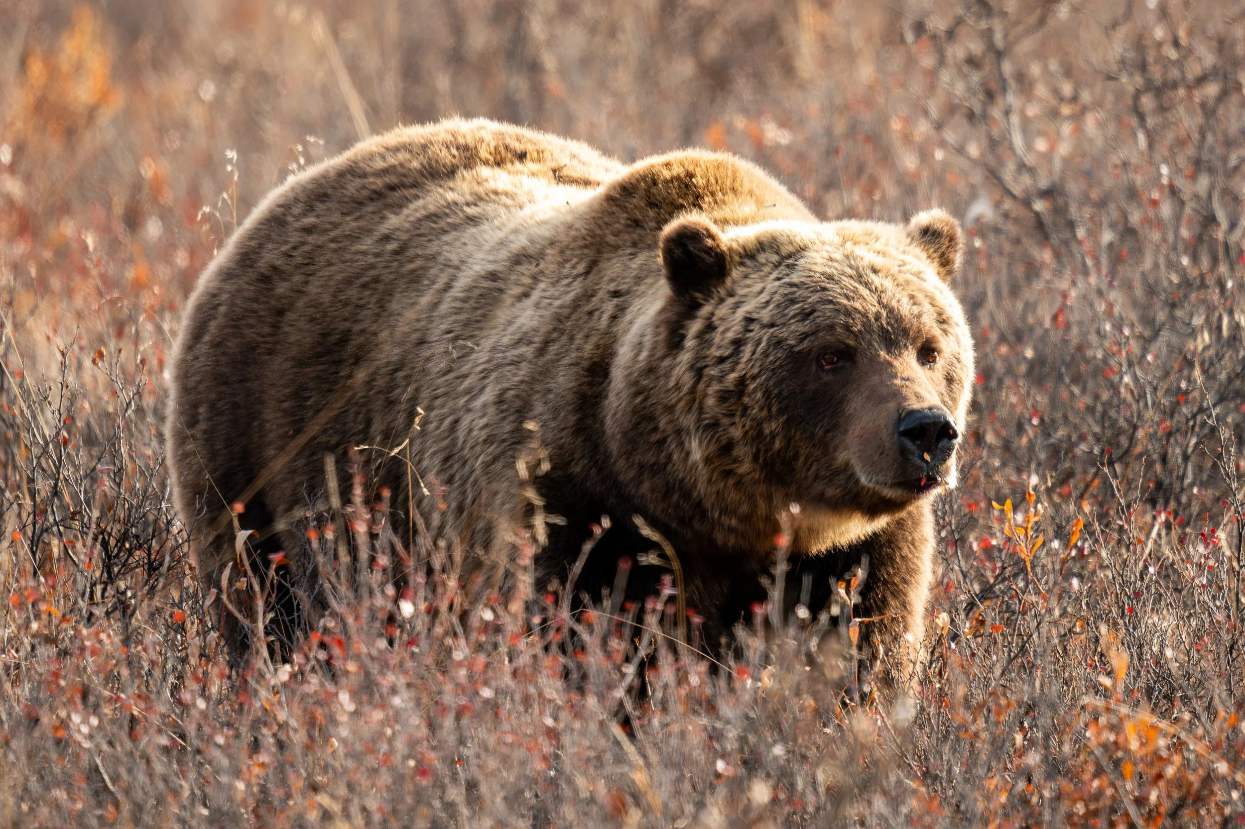 Grizzly Bear Foraging
Alaska’s grizzly bears are remarkably huge, with coastal males reaching up to 1,500 pounds and standing 10 feet tall, making them some of the largest land predators on earth.