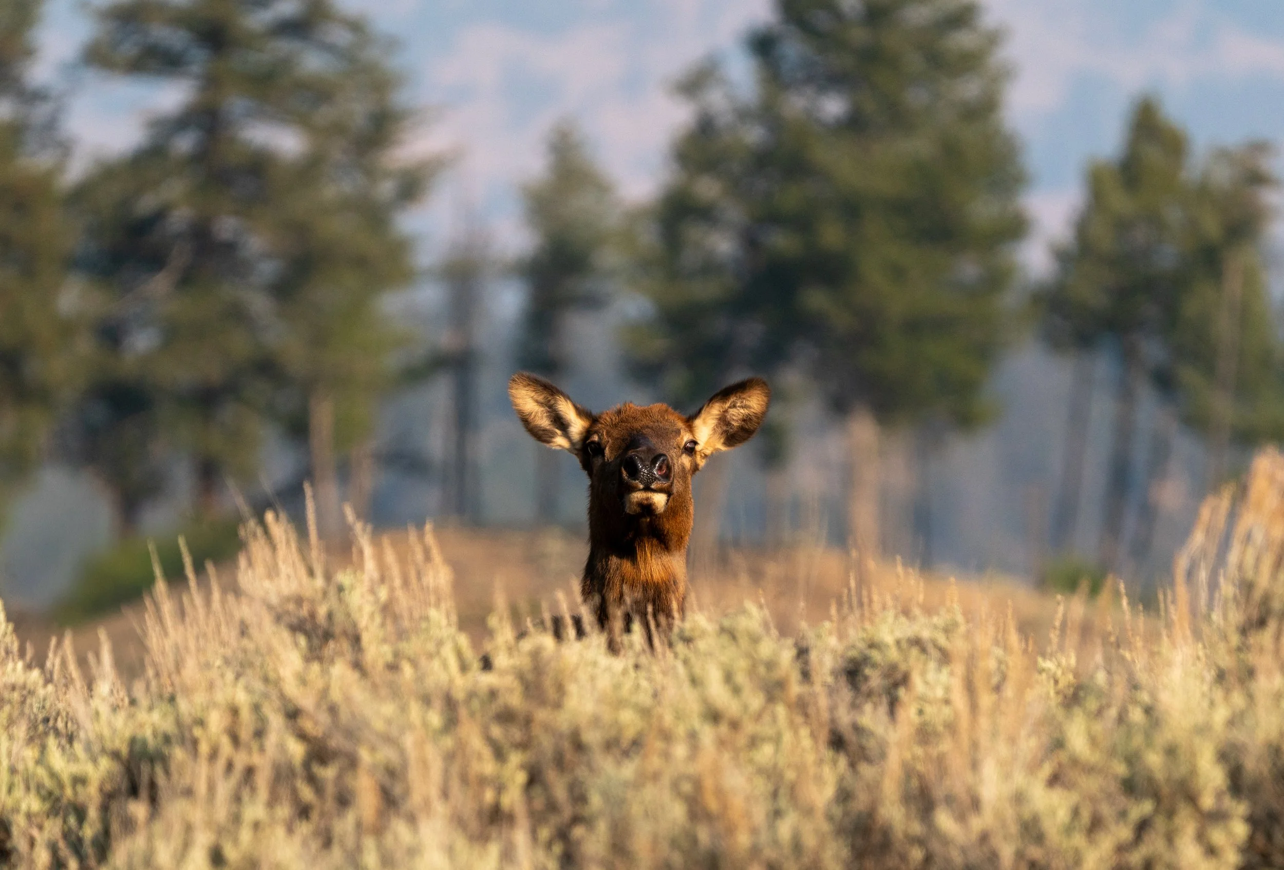 A Watchful Eye
A female Elk pokes her head out of the brush.
In the elk hierarchy, older cows act as sentinels, remaining alert for predators like wolves and mountain lions while the rest of the herd grazes. Their oversized ears can rotate independen