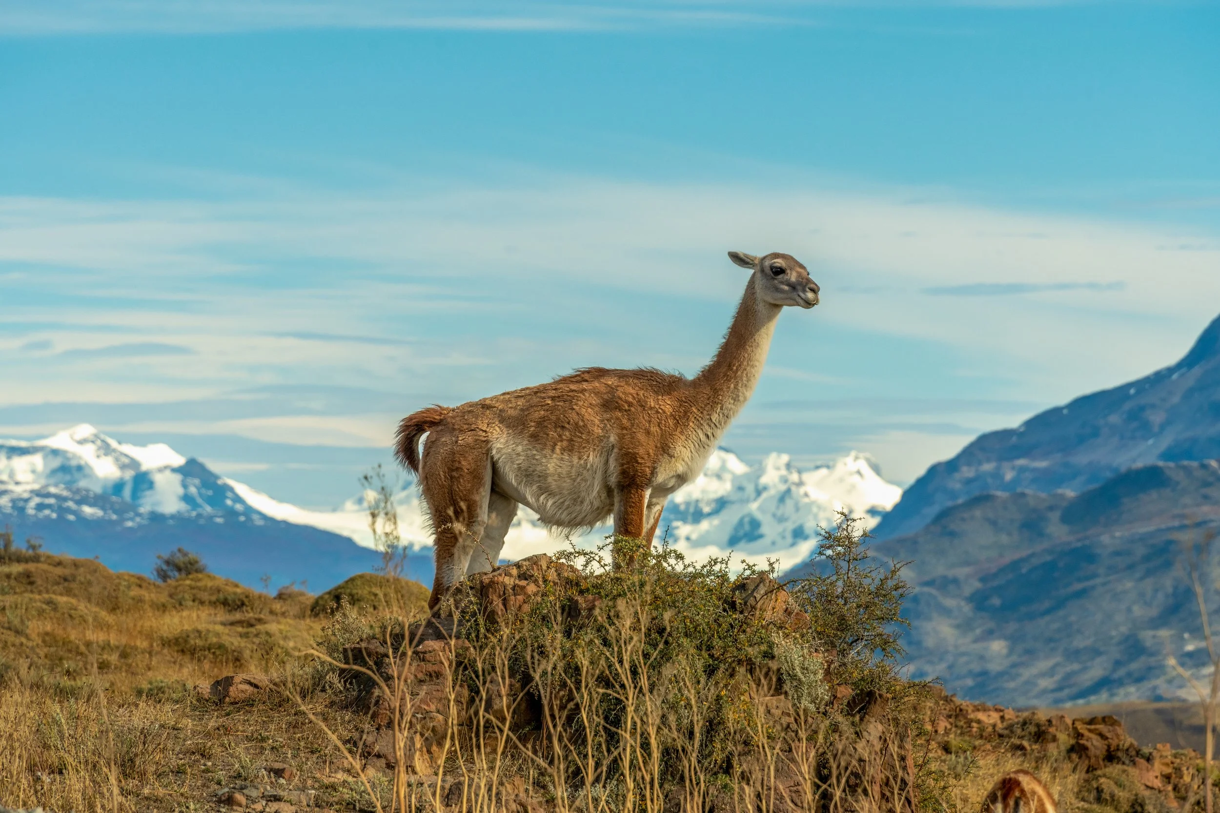 Guardian of the Andes
Standing tall against the backdrop of the Southern Andes, a lone Guanaco showcases the elegance of the species. Unlike their domesticated cousins, the alpaca and llama, Guanacos have remained wild and resilient, possessing the a