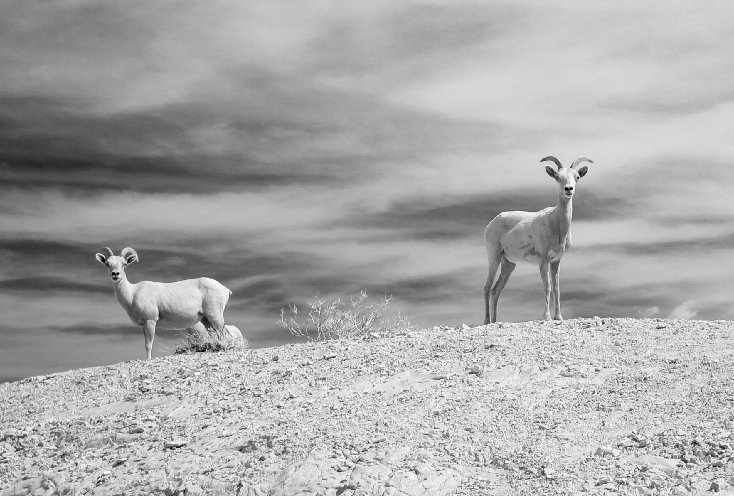 Desert Big Horn Sheep
Masters of the arid crags. Unlike their mountain cousins, Desert Bighorn are adapted to go weeks without visiting a permanent water source, getting much of their hydration from succulent plants. This black-and-white shot emphasi