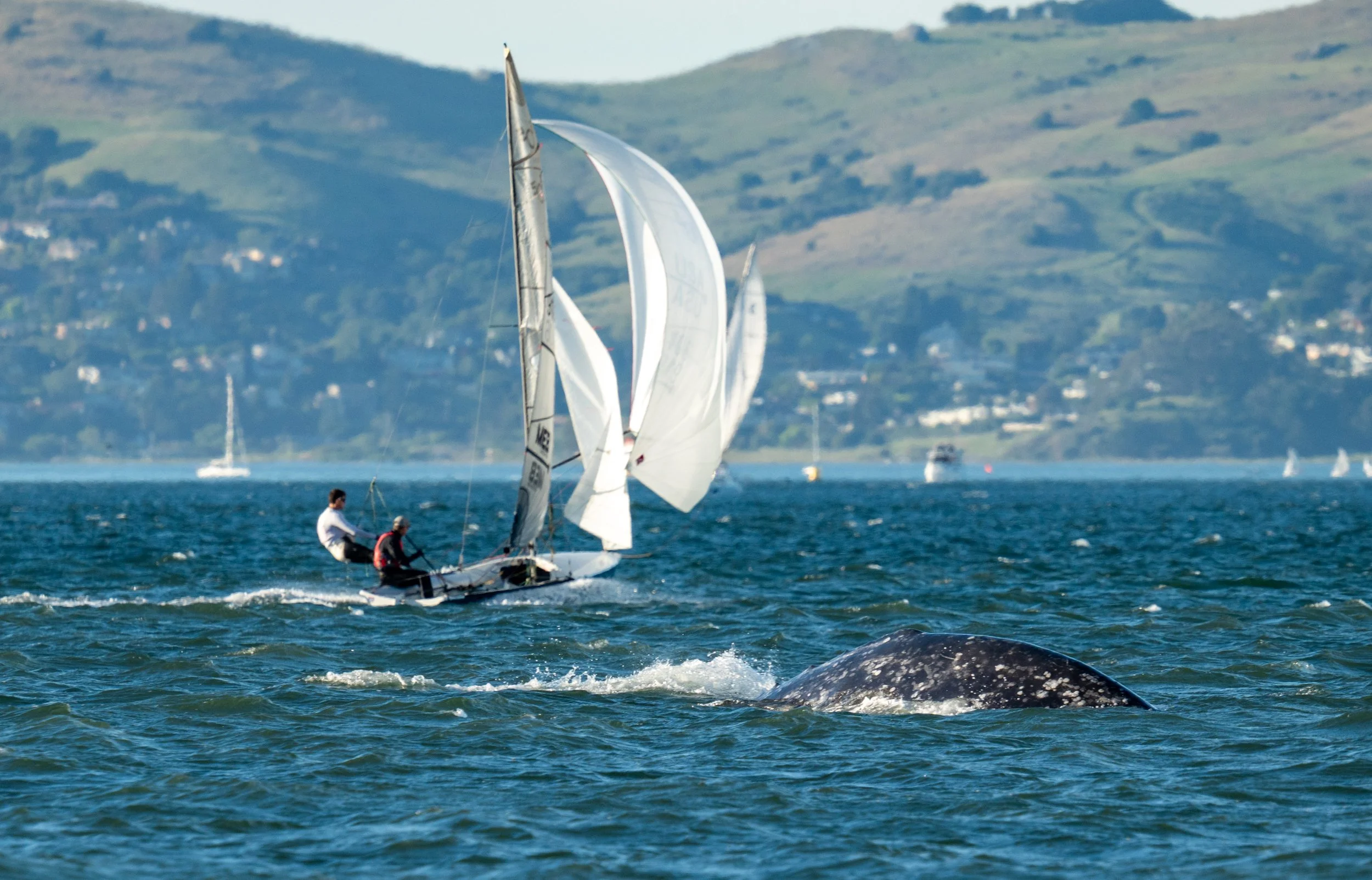 Gray Whales in the Bay just off the coast of San Francisco. 