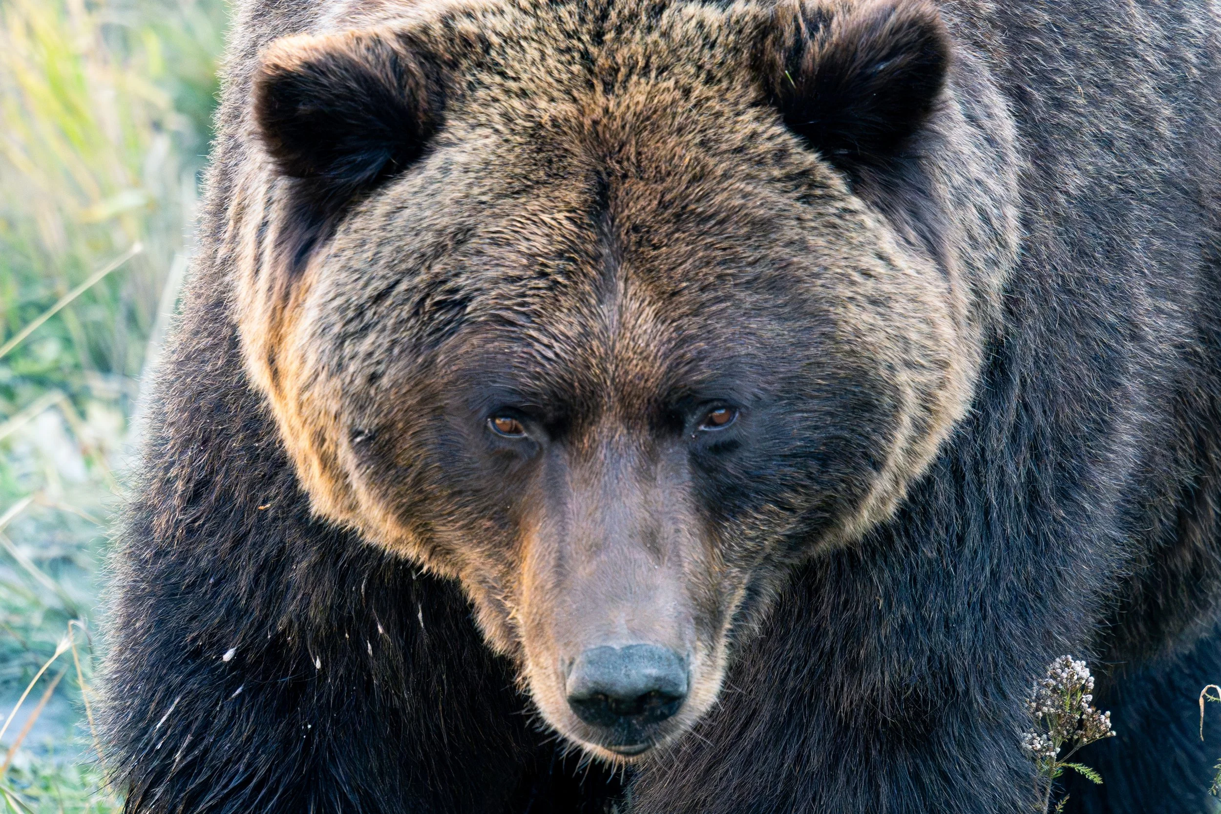 Grizzly Bear Portrait
A massive bear in the final stretch of autumn. This photo captures the bear's search for calorie-dense meals to sustain her through the winter.