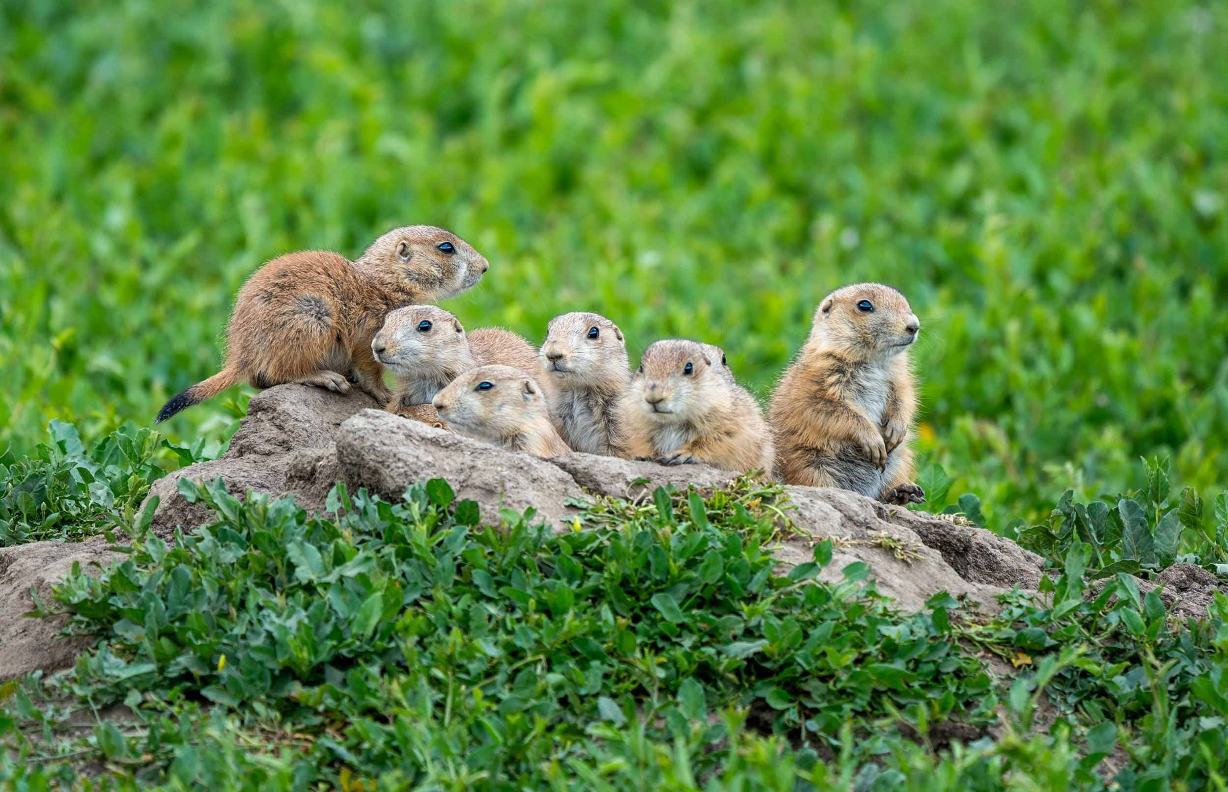 The Sophisticated Scout
Research has shown that prairie dogs possess one of the most complex languages in the animal kingdom. Their barks aren't just noise—they can communicate specific details about a predator's size, color, and speed. This scout st