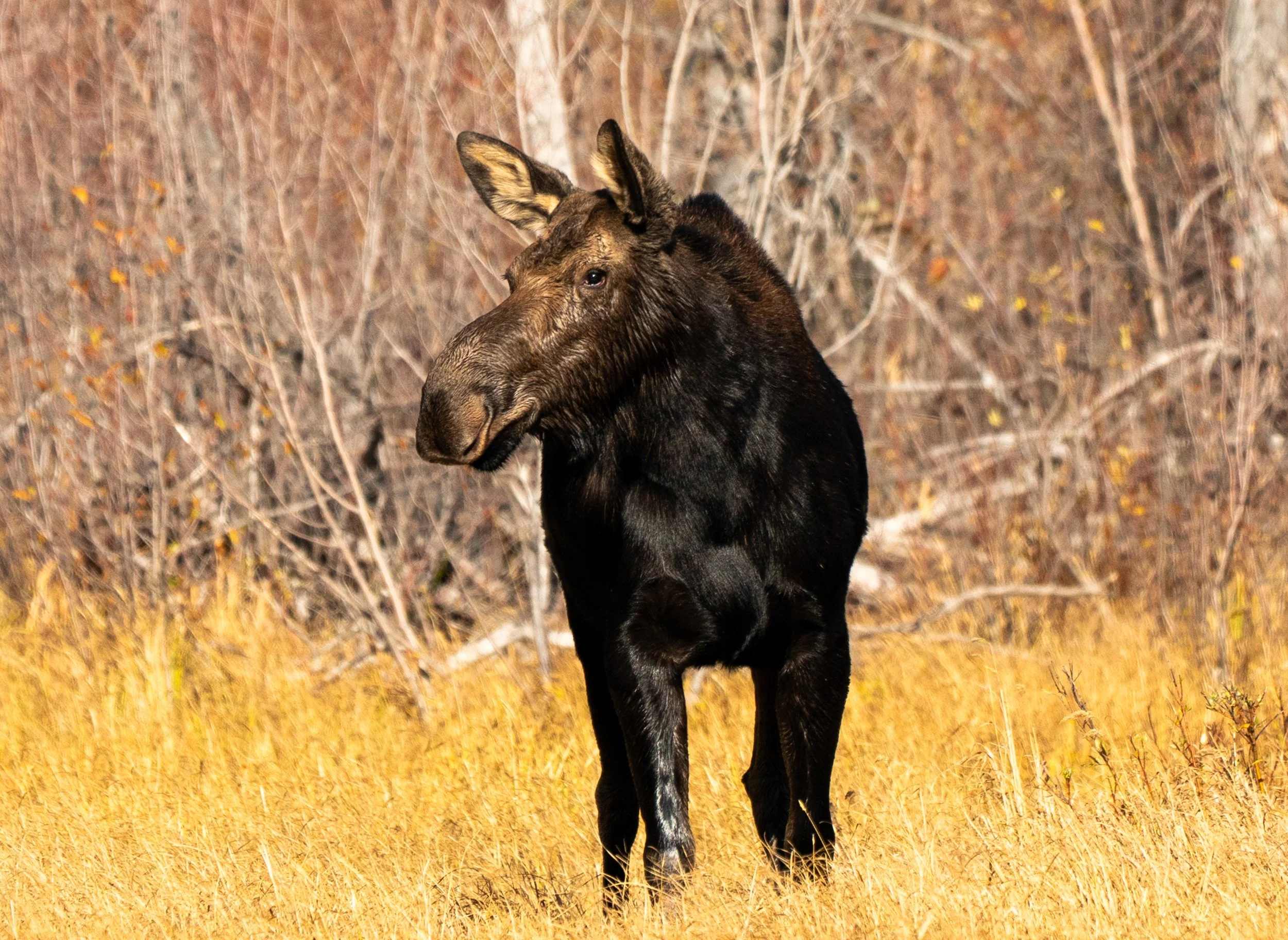 Moose
The towering giant of the northern forests. This shot captures the imposing scale of the largest member of the deer family, perfectly at home in the marshy wetlands of the North.
