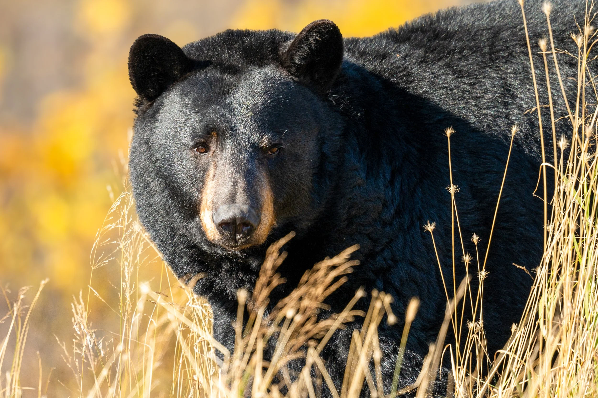 Alaskan Black Bear
Often overshadowed by their larger grizzly cousins, black bears are masters of their environment, utilizing their incredible climbing skills and keen sense of smell to navigate the dense forests and coastal fringes of the Great Nor