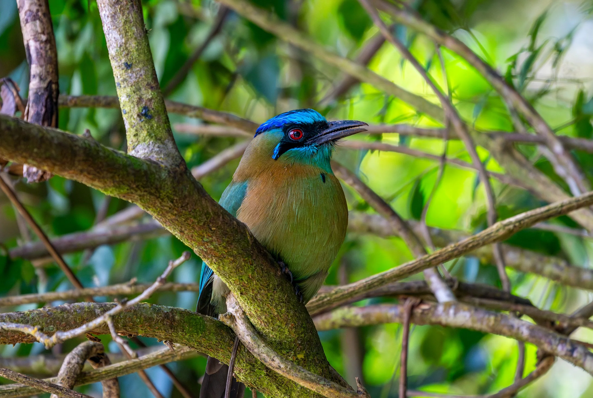 The Lesson's Motmot
Famous for it's brilliant turquoise brow, the Motmot is the crown jewel of the Central American Jungle.