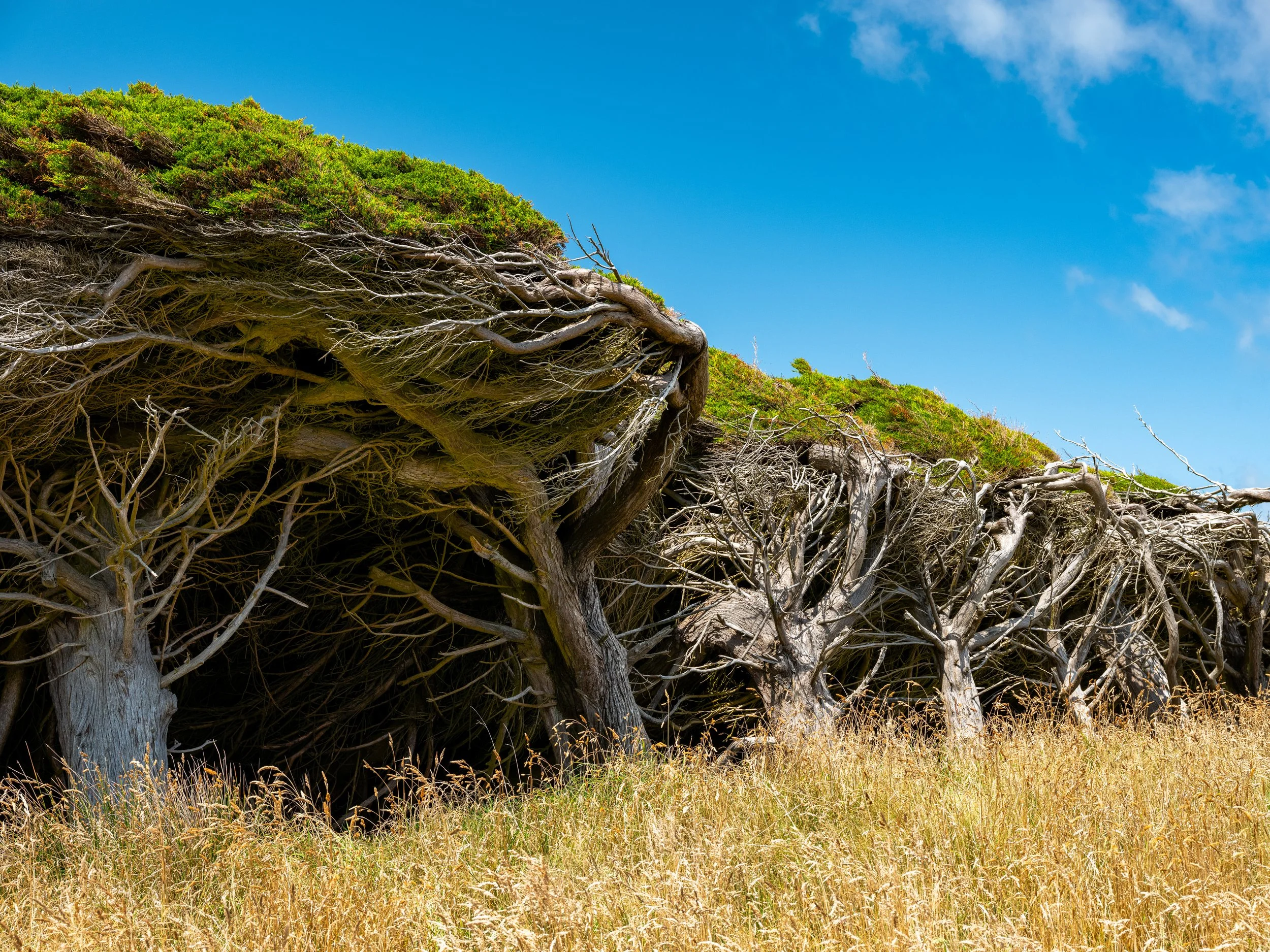 A Unique Canopy
A moody, low-light capture of the twisted branches reaching out toward the sea. The soft light highlights the skeletal structure of the trees, emphasizing the gnarled joints and the way the foliage has been "shaved" flat by the passin