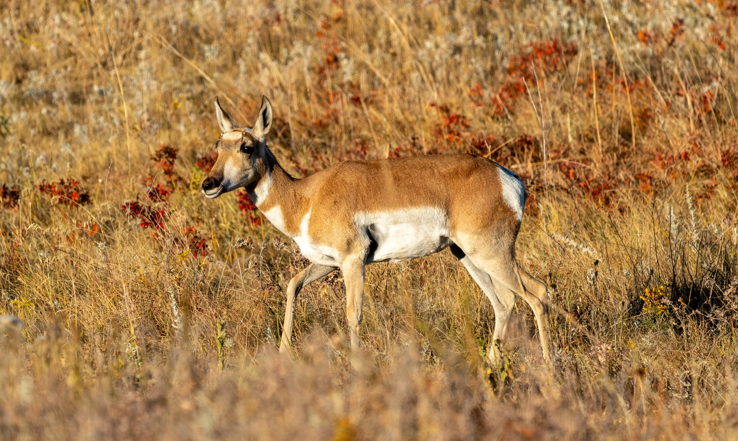 Pronghorn
The fastest land animal in North America, reaching speeds of over 55 mph. While they look like antelope, they are actually the last surviving members of a unique family found only in this continent.