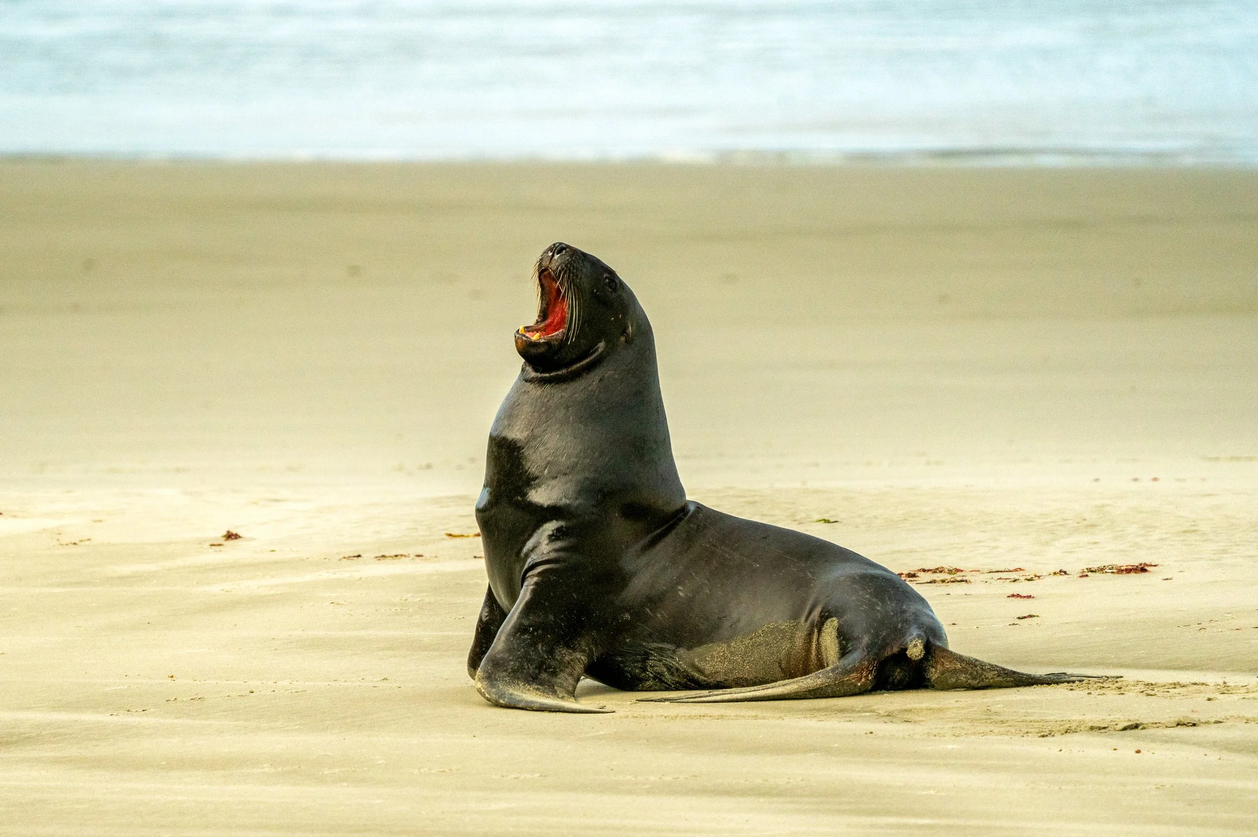 New Zealand Sea Lion
One of the rarest sea lion species in the world. Found primarily on the sandy beaches of the Otago Peninsula and the Subantarctic Islands, these powerful pinnipeds are known for their deep vocalizations and surprising speed on la