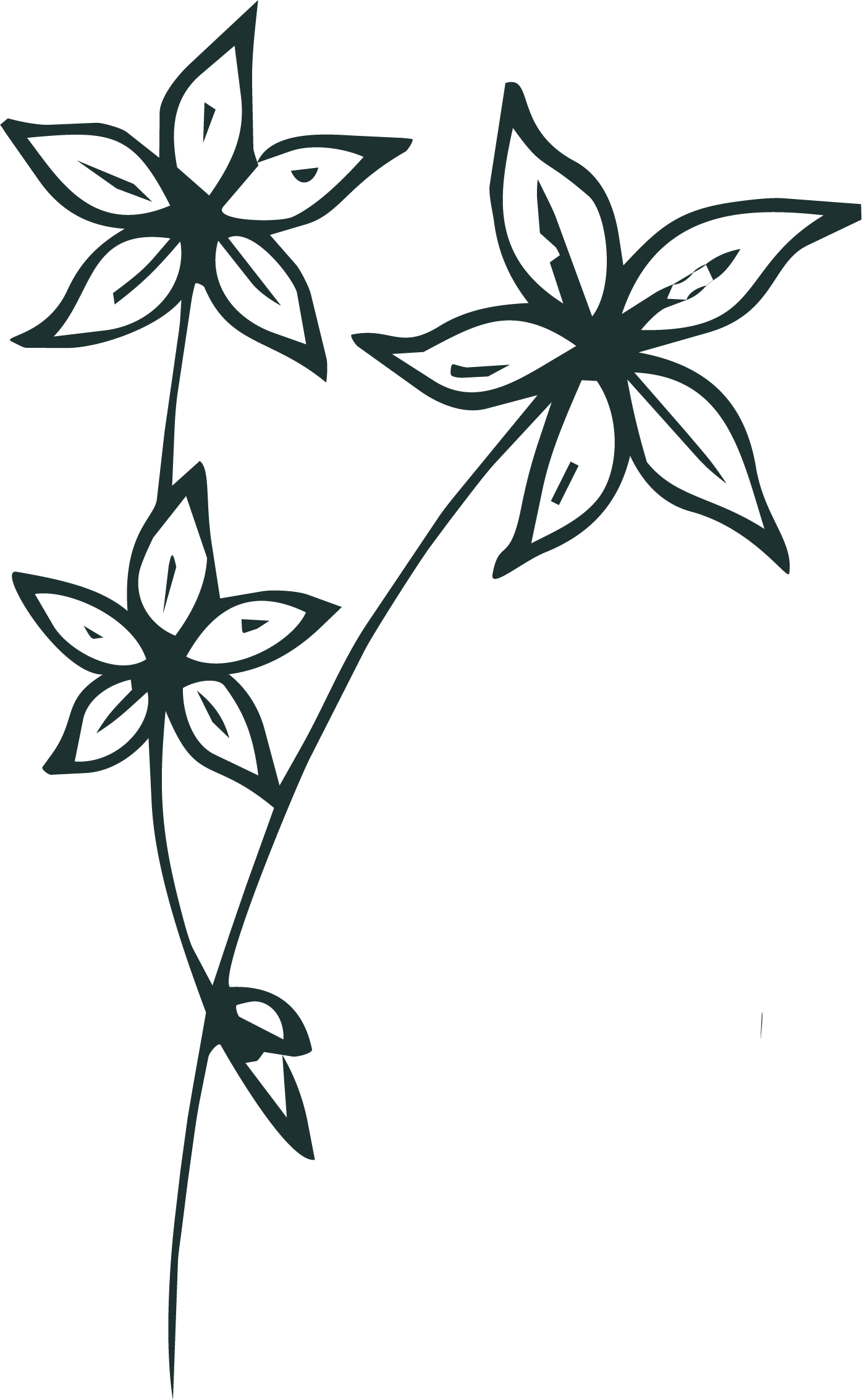 Stylized illustration of a plant with three star-shaped flowers.