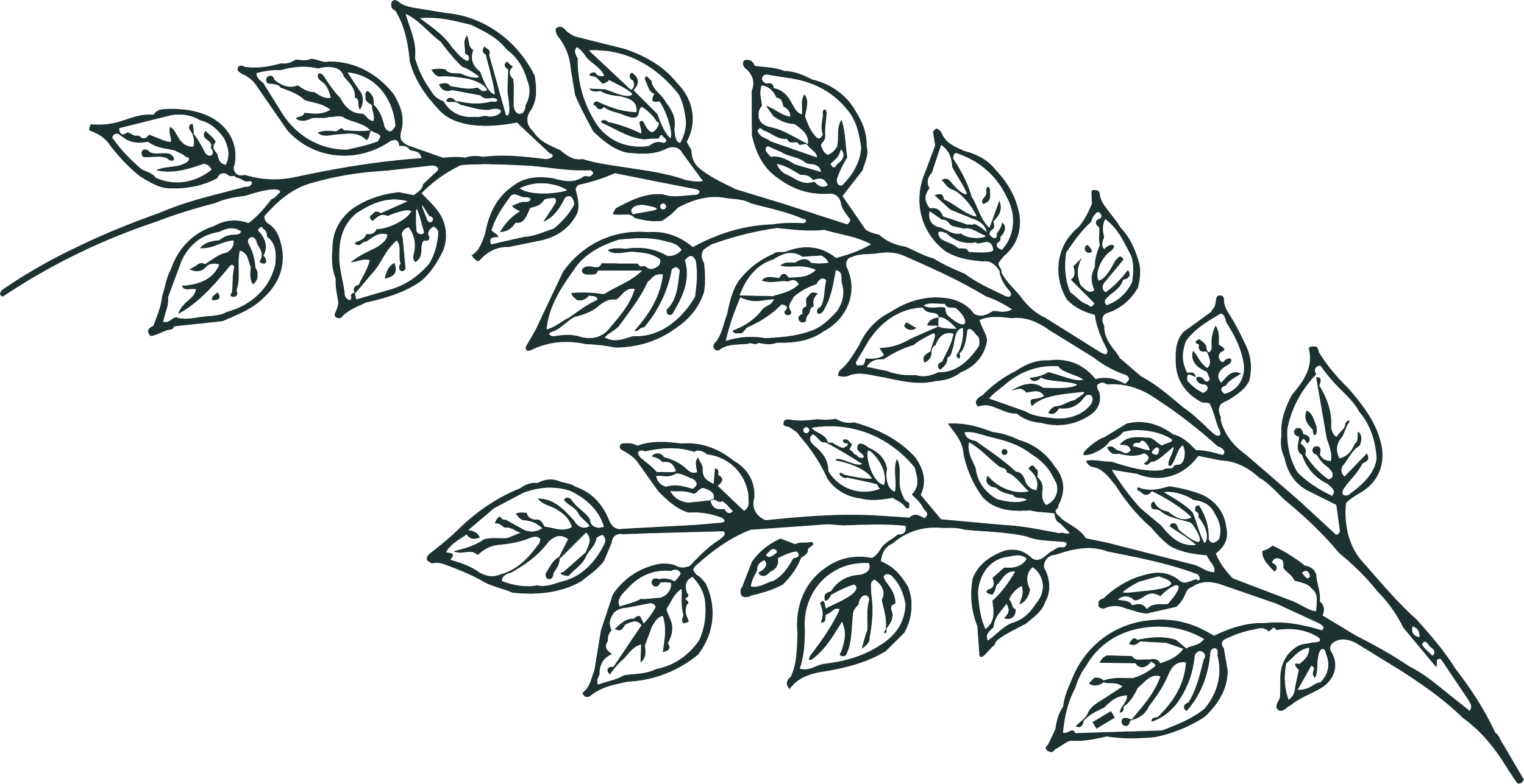 Line art illustration of a leafy twig with multiple leaves