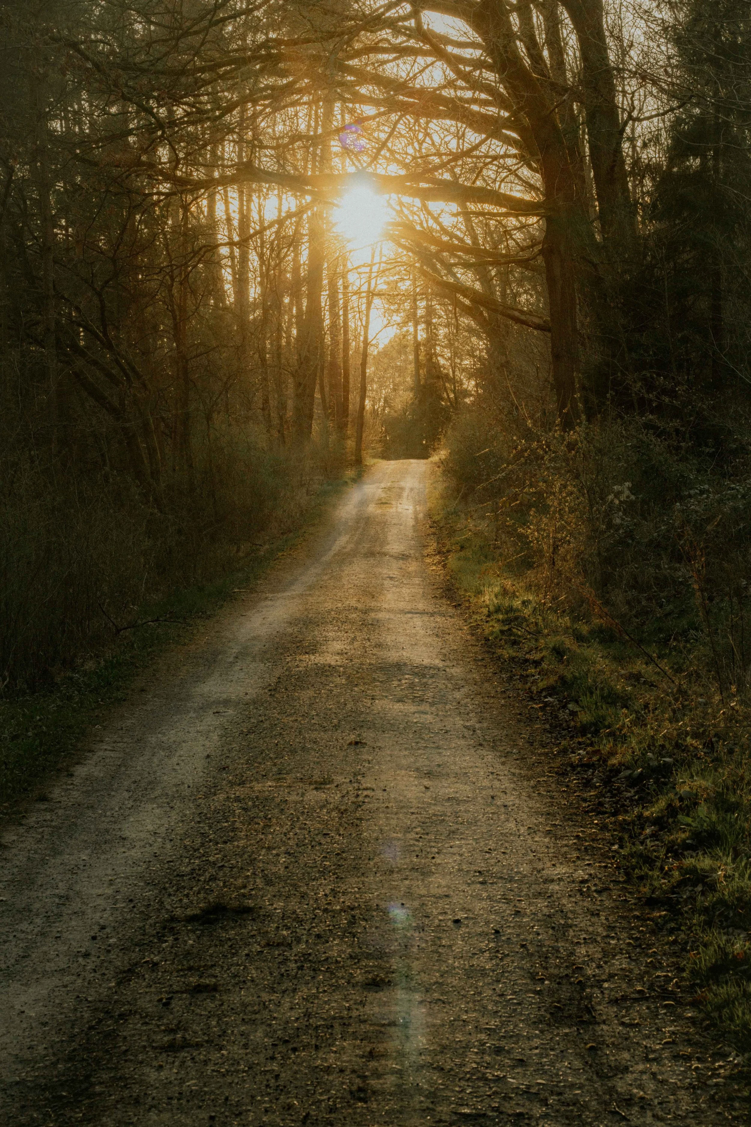 Sunlight along a wooded path