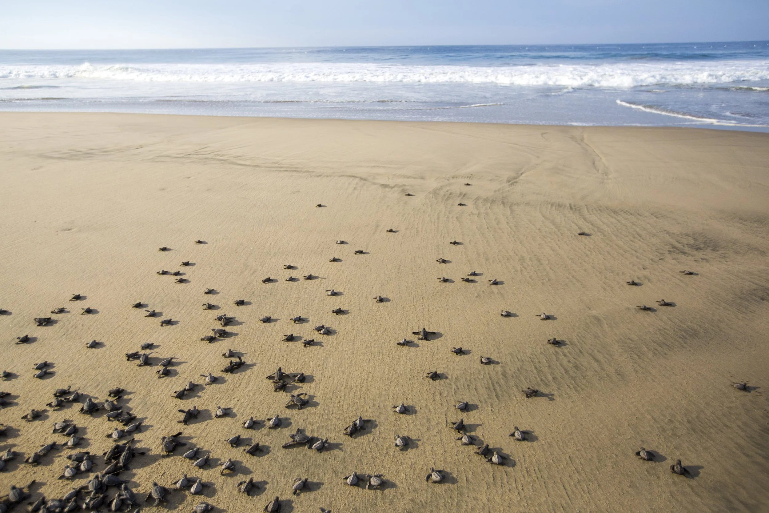 A sandy beach filled with a large number of baby sea turtles making their way toward the ocean.