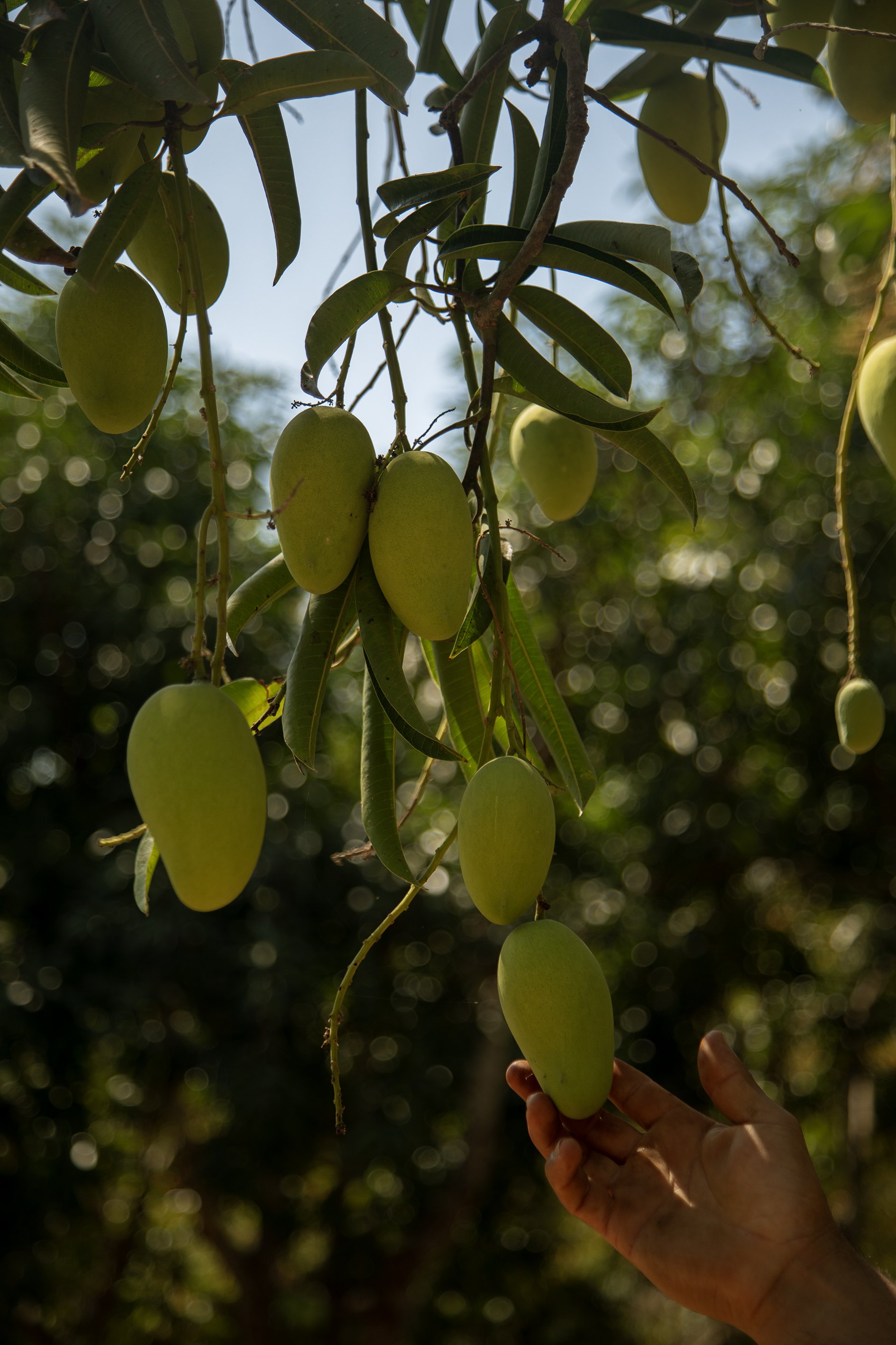 @AnaLorenzana PlayaVivAHuerto15 copie.jpg (Copy) (Copy)